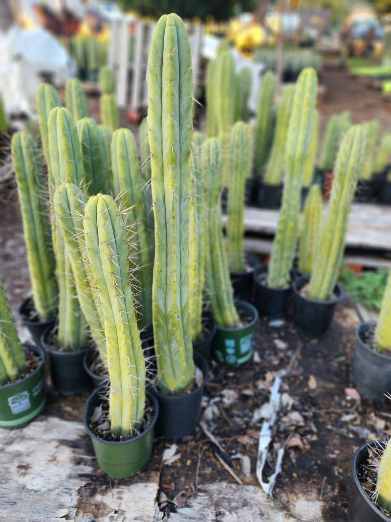 #EC175 EXACT Trichocereus Bridgesii Jiimz Tall Potted Cactus