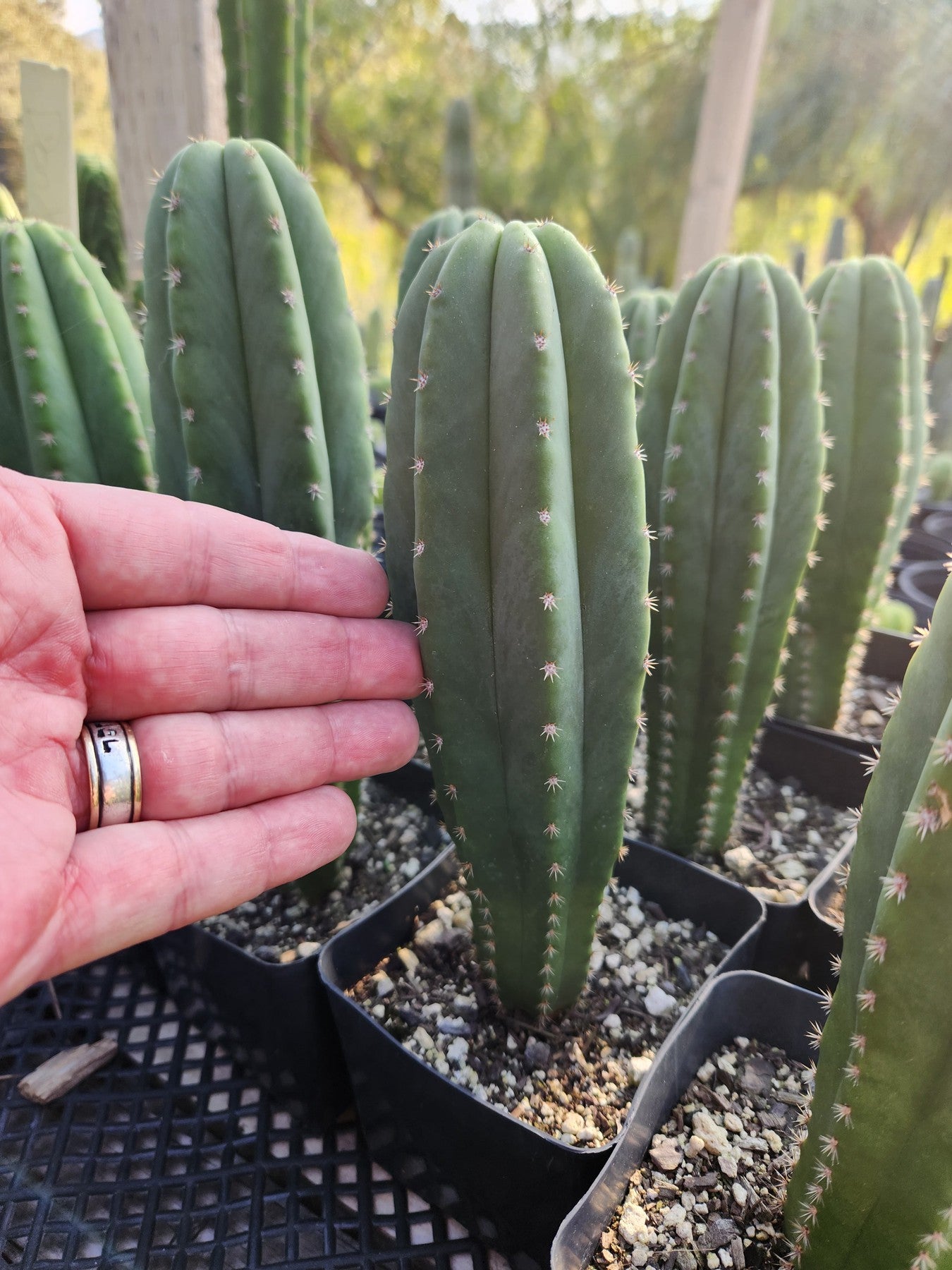 #EC176 EXACT Trichocereus Bogan OP Cactus potted 7-8"-Cactus - Large - Exact-The Succulent Source