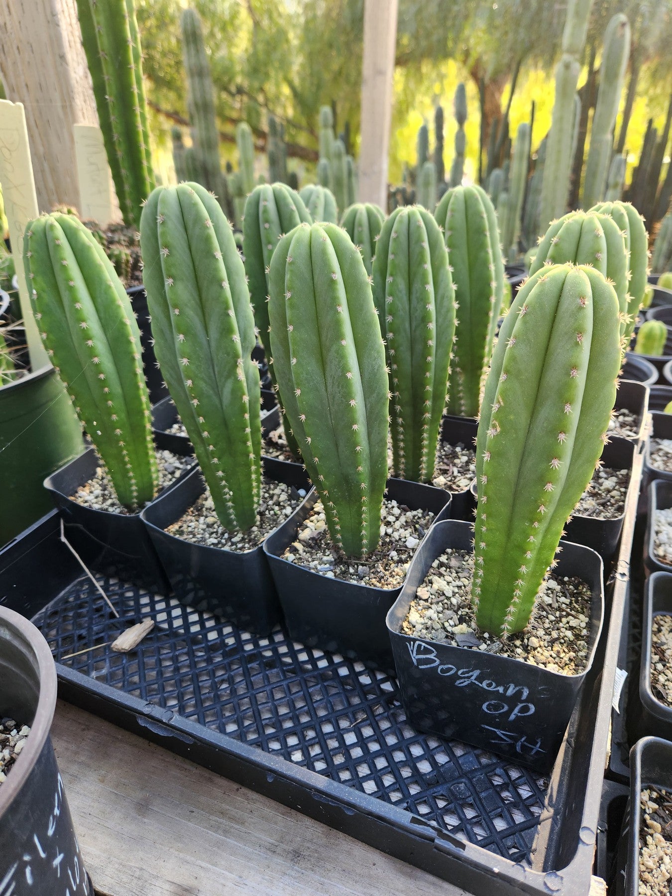 #EC176 EXACT Trichocereus Bogan OP Cactus potted 7-8"-Cactus - Large - Exact-The Succulent Source
