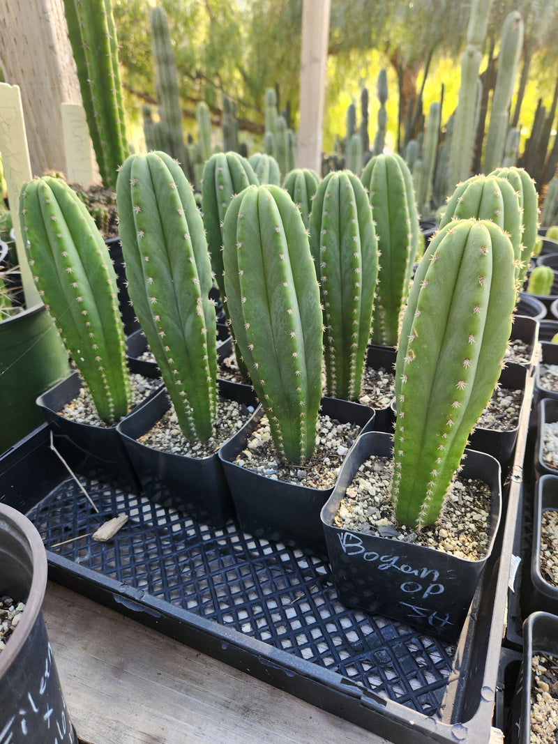 #EC176 EXACT Trichocereus Bogan OP Cactus potted 7-8"