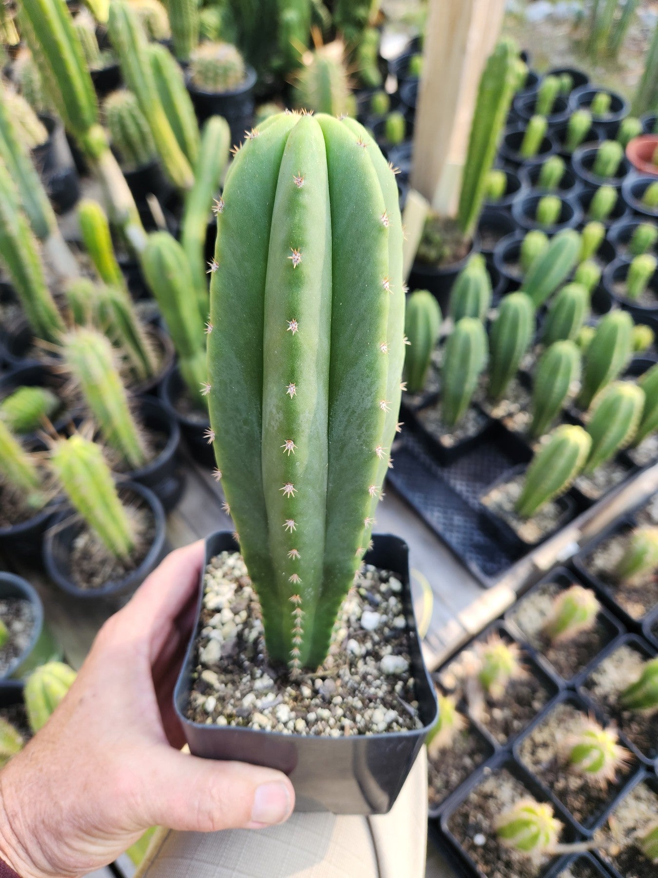 #EC176 EXACT Trichocereus Bogan OP Cactus potted 7-8"-Cactus - Large - Exact-The Succulent Source