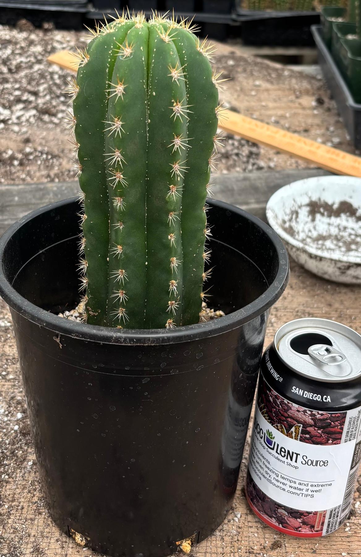 #EC177 EXACT TLC Trichocereus Hybrid Scopulicola MSS X Dawsons Pascana Cactus 8”-Cactus - Large - Exact-The Succulent Source