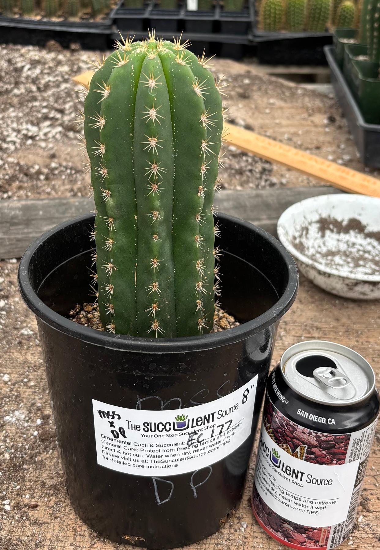 #EC177 EXACT TLC Trichocereus Hybrid Scopulicola MSS X Dawsons Pascana Cactus 8”-Cactus - Large - Exact-The Succulent Source