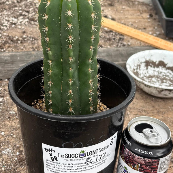 San Pedro Cactus for Sale Trichocereus - #EC177 EXACT TLC
