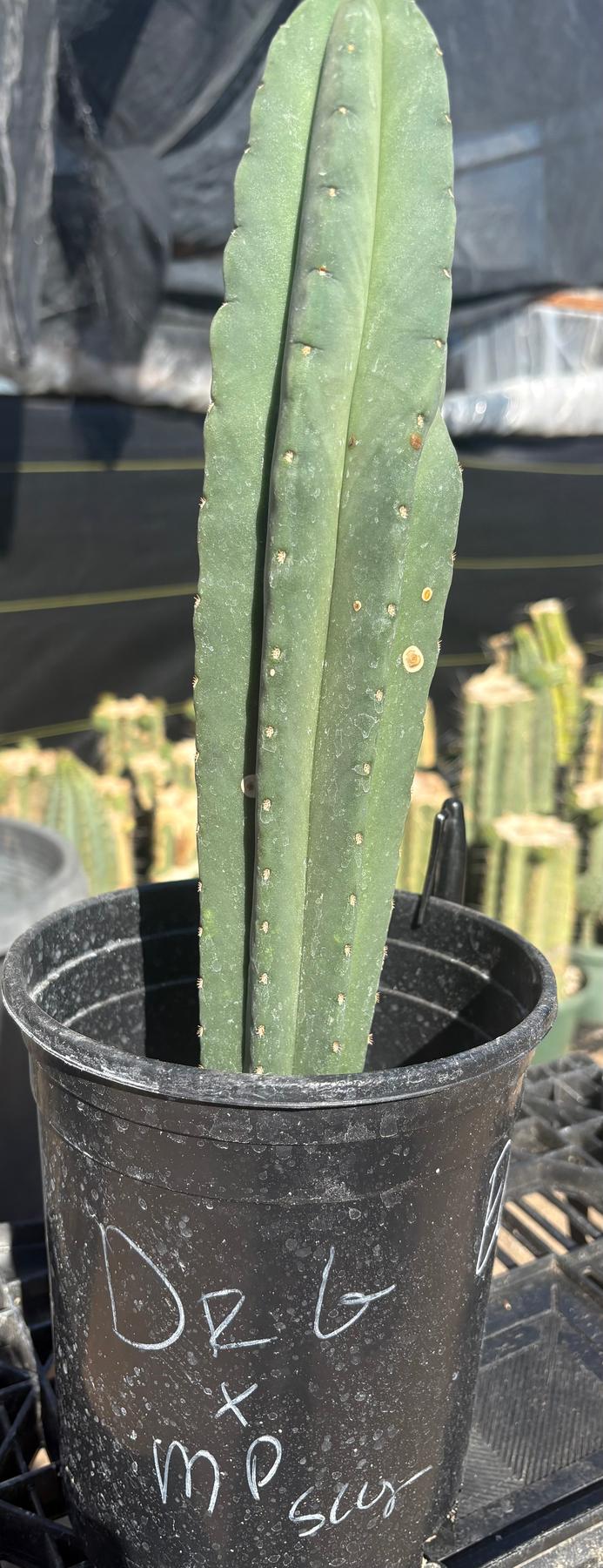 #EC177 EXACT Trichocereus Hybrid Dr. G. Scopulicola X Scop MP Cactus 13”-Cactus - Large - Exact-The Succulent Source