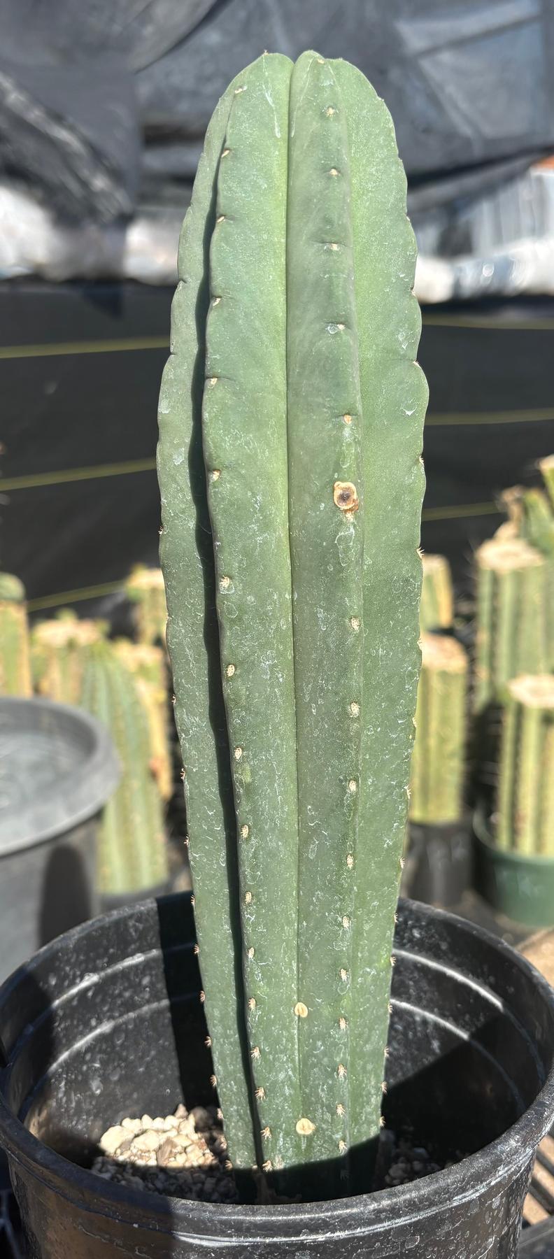 #EC177 EXACT Trichocereus Hybrid Dr. G. Scopulicola X Scop MP Cactus 13”-Cactus - Large - Exact-The Succulent Source