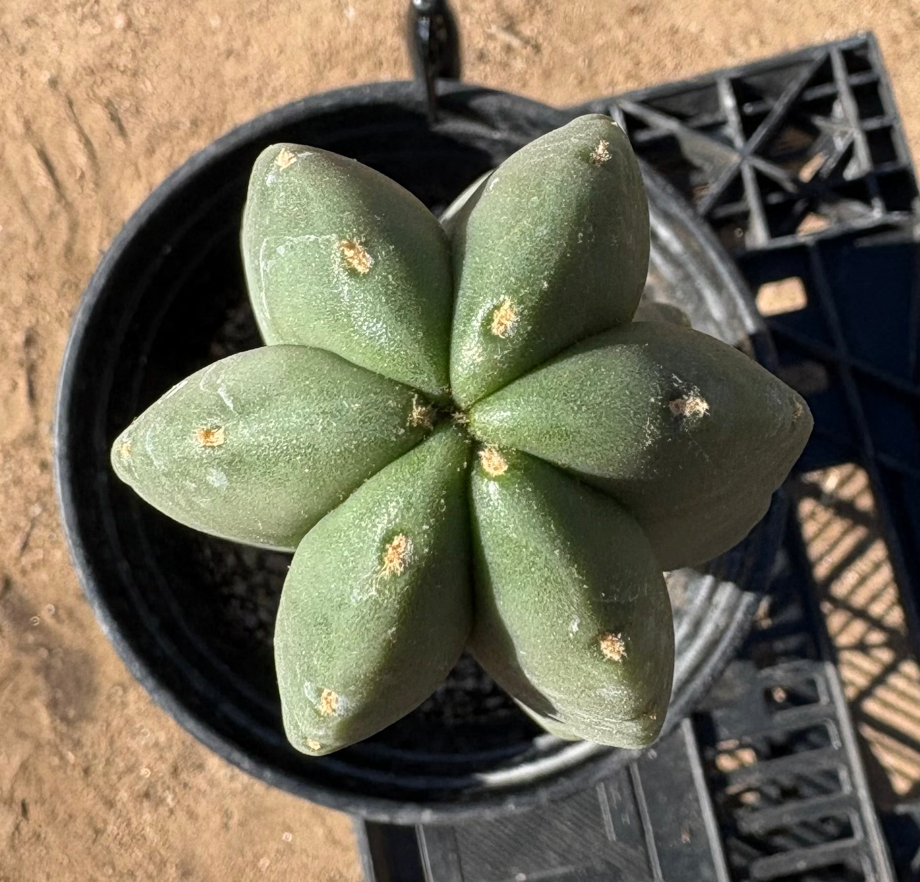 #EC177 EXACT Trichocereus Hybrid Dr. G. Scopulicola X Scop MP Cactus 13”-Cactus - Large - Exact-The Succulent Source