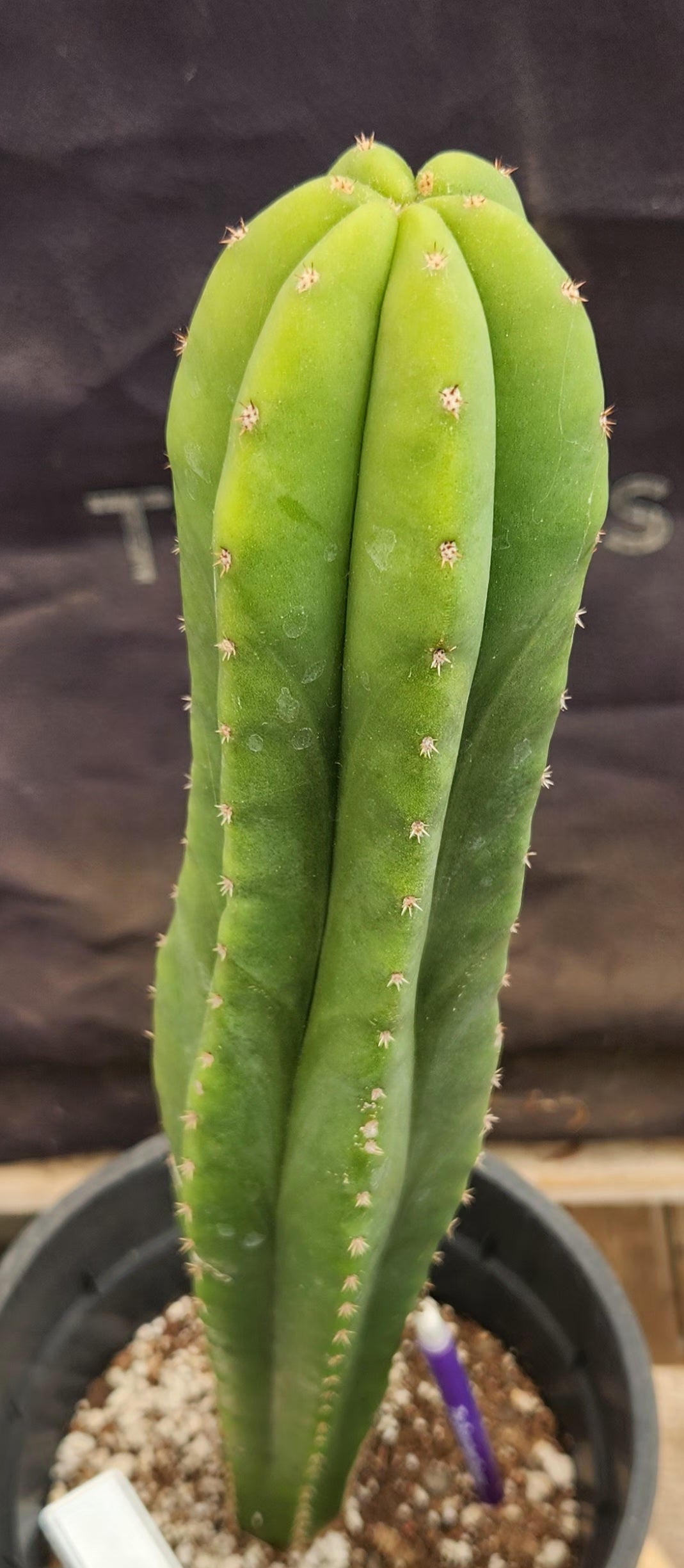 #EC177 EXACT Trichocereus Hybrid Pachanoi Decosta X Scopulicola Slimer Cactus 16.5"-Cactus - Large - Exact-The Succulent Source