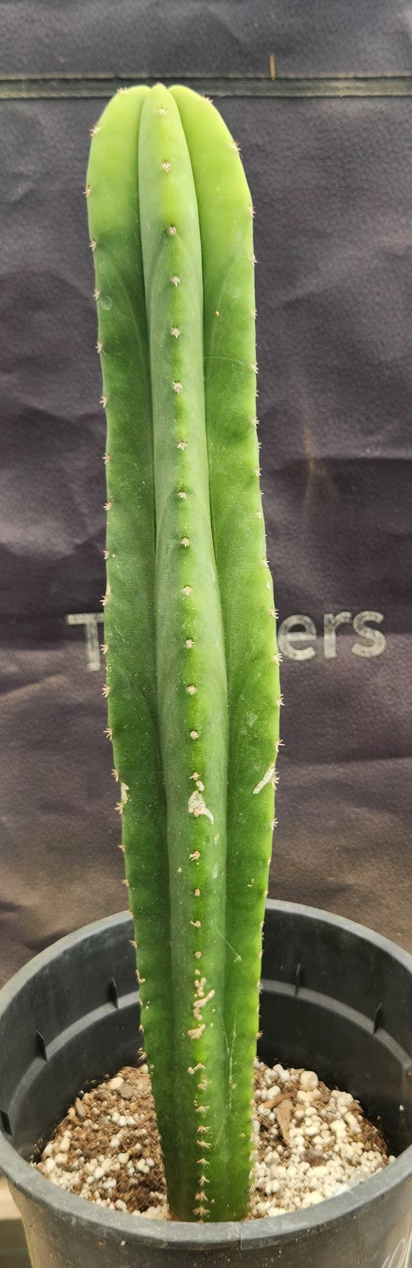 #EC177 EXACT Trichocereus Hybrid Pachanoi Decosta X Scopulicola Slimer Cactus 16.5"-Cactus - Large - Exact-The Succulent Source