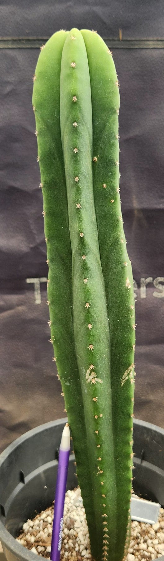 #EC177 EXACT Trichocereus Hybrid Pachanoi Decosta X Scopulicola Slimer Cactus 16.5"-Cactus - Large - Exact-The Succulent Source