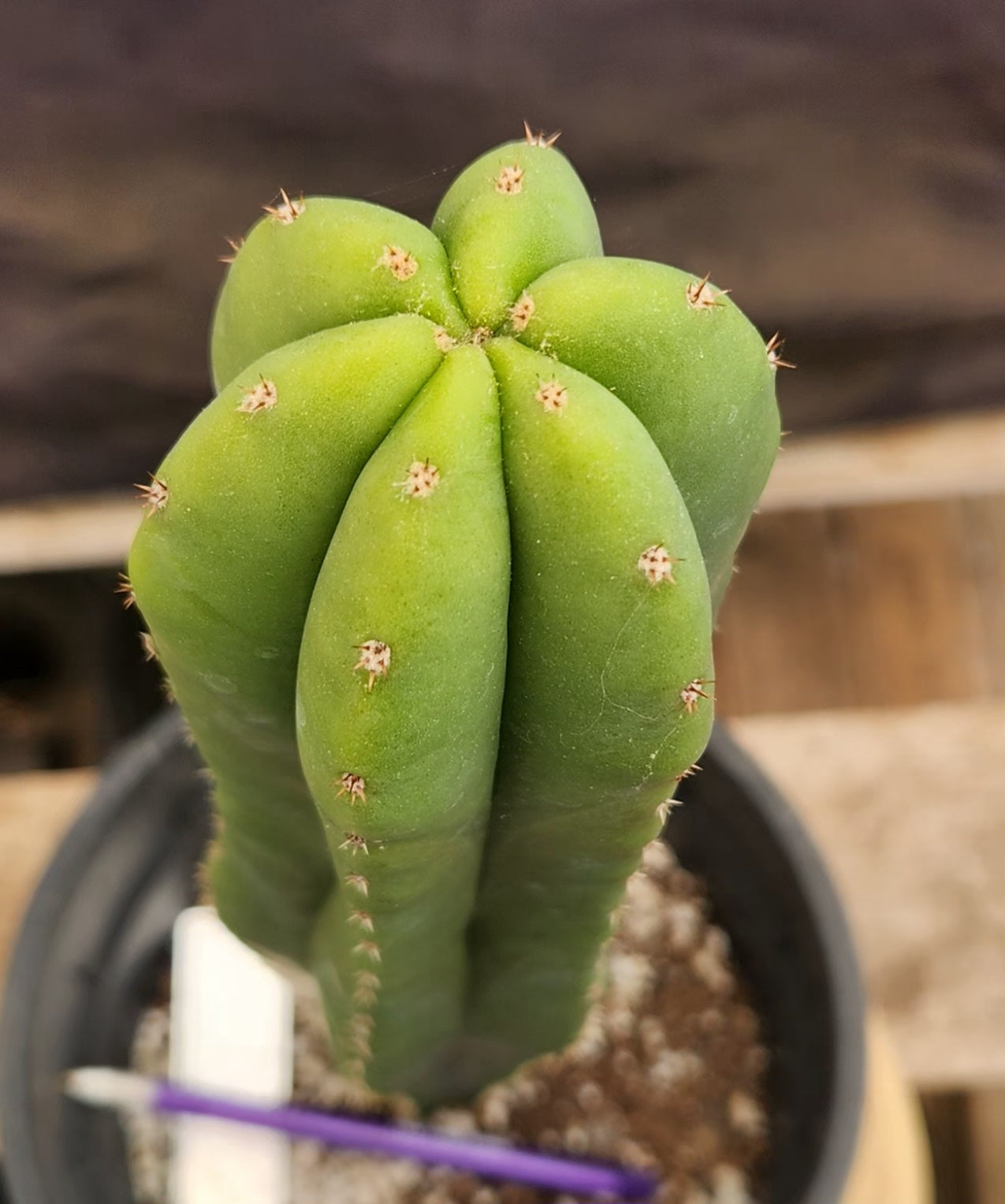 #EC177 EXACT Trichocereus Hybrid Pachanoi Decosta X Scopulicola Slimer Cactus 16.5"-Cactus - Large - Exact-The Succulent Source