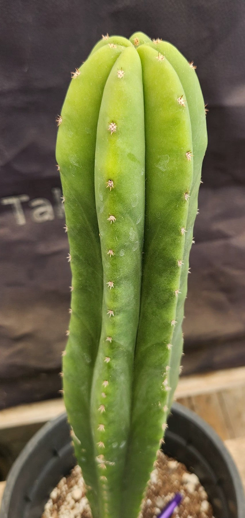 #EC177 EXACT Trichocereus Hybrid Pachanoi Decosta X Scopulicola Slimer Cactus 16.5"-Cactus - Large - Exact-The Succulent Source