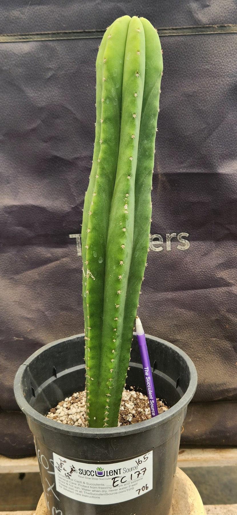 #EC177 EXACT Trichocereus Hybrid Pachanoi Decosta X Scopulicola Slimer Cactus 16.5"-Cactus - Large - Exact-The Succulent Source