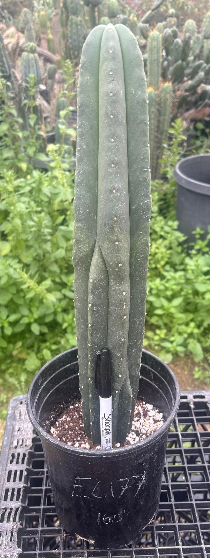 #EC177 EXACT Trichocereus Hybrid Scopulicola Hulk X Scop Heynes Cactus 16.5”-Cactus - Large - Exact-The Succulent Source
