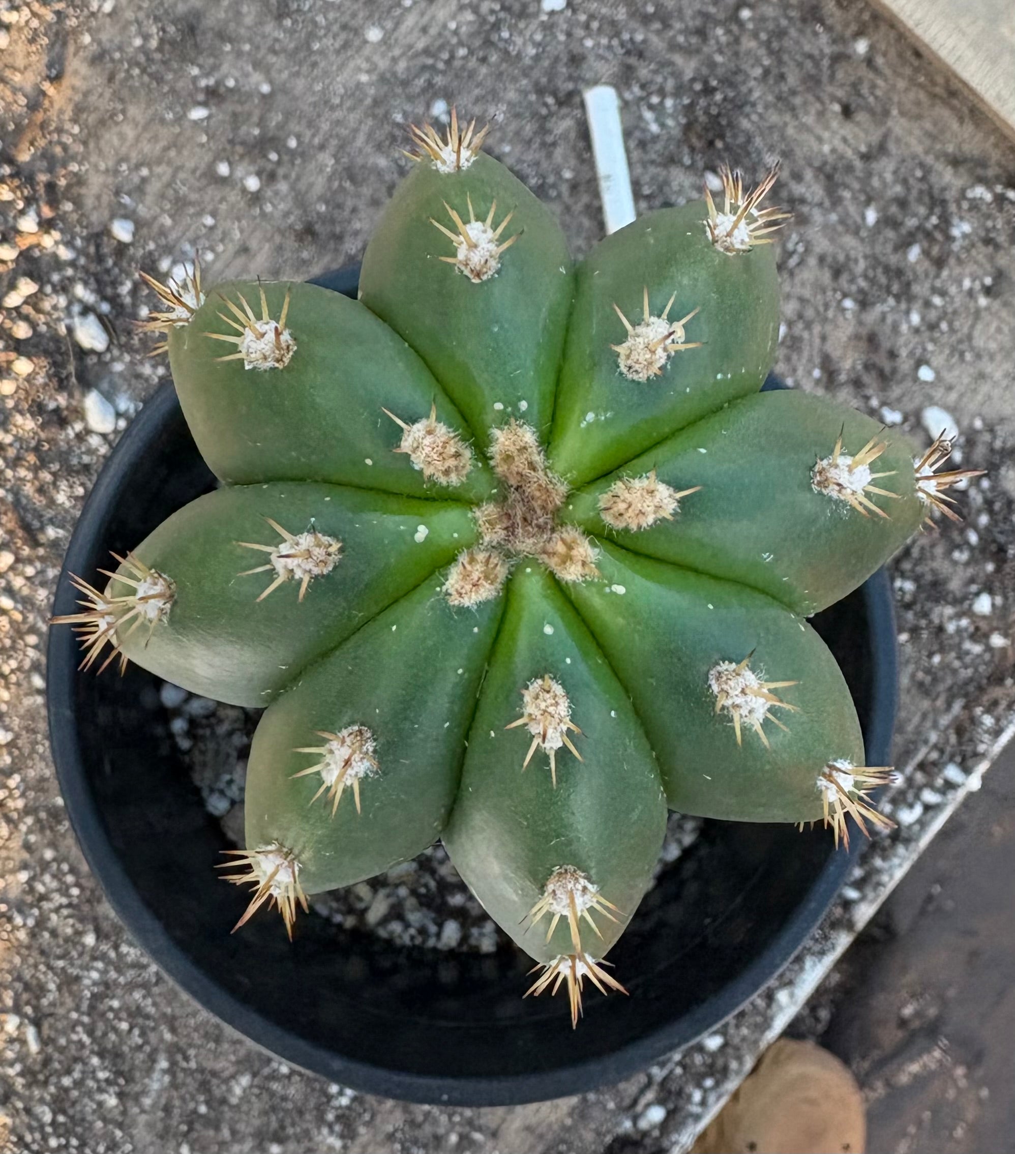 #EC177 EXACT Trichocereus Hybrid Scopulicola MSS X Dawsons Pascana Cactus 10.5”-Cactus - Large - Exact-The Succulent Source