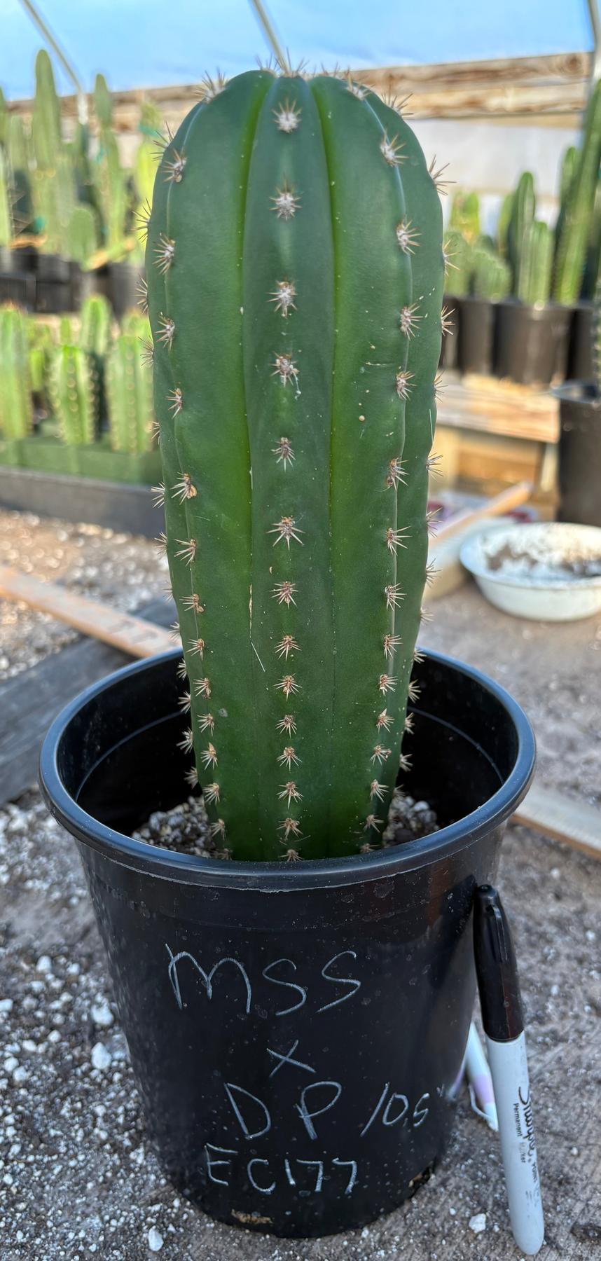 #EC177 EXACT Trichocereus Hybrid Scopulicola MSS X Dawsons Pascana Cactus 10.5”-Cactus - Large - Exact-The Succulent Source