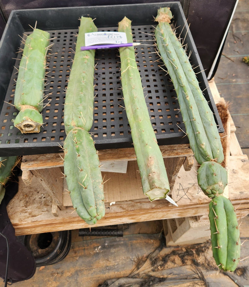#EC178 EXACT Trichocereus Bridgesii ornamental TLC cactus cutting Lot