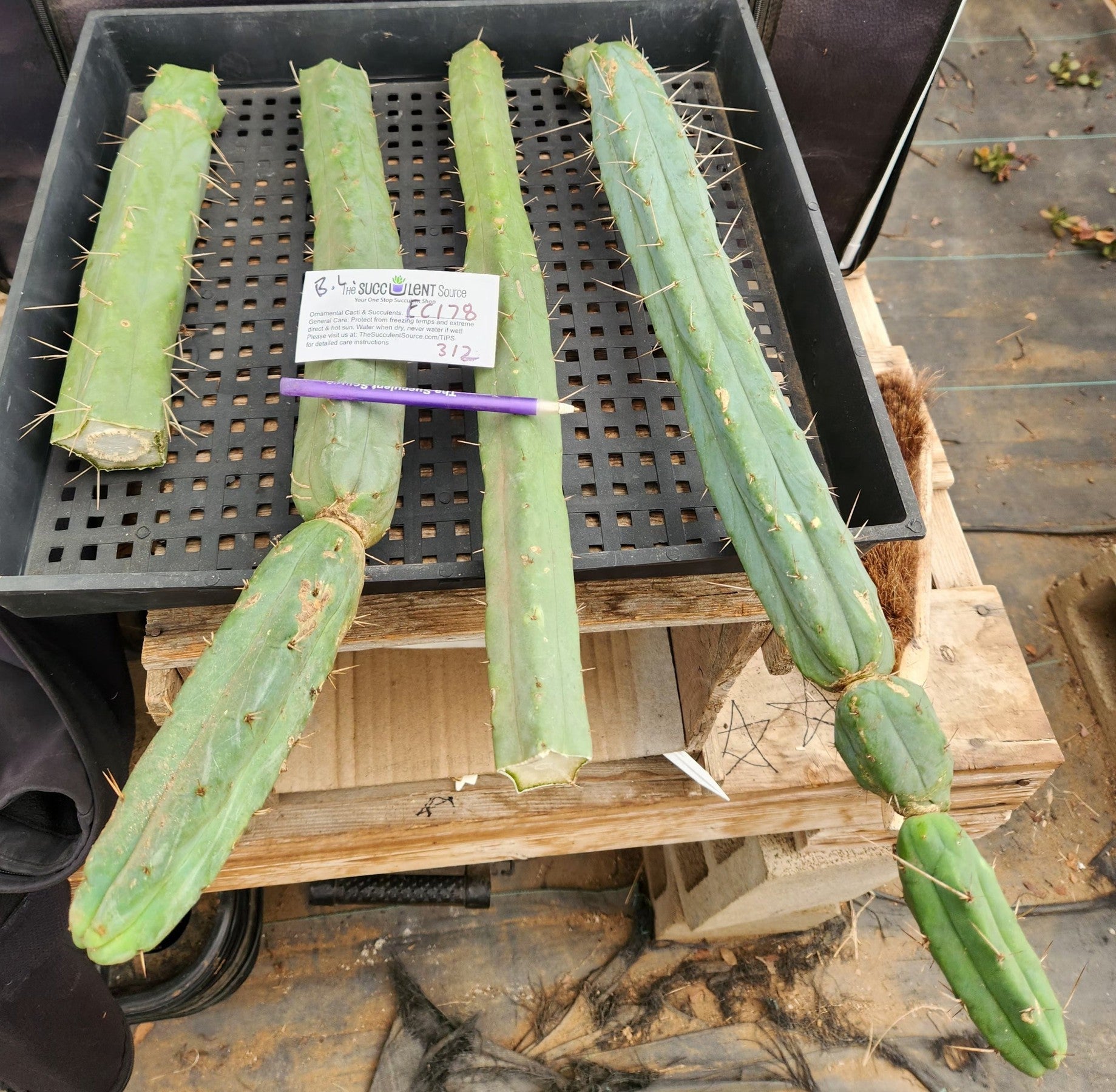 #EC178 EXACT Trichocereus Bridgesii ornamental TLC cactus cutting Lot-Cactus - Large - Exact-The Succulent Source