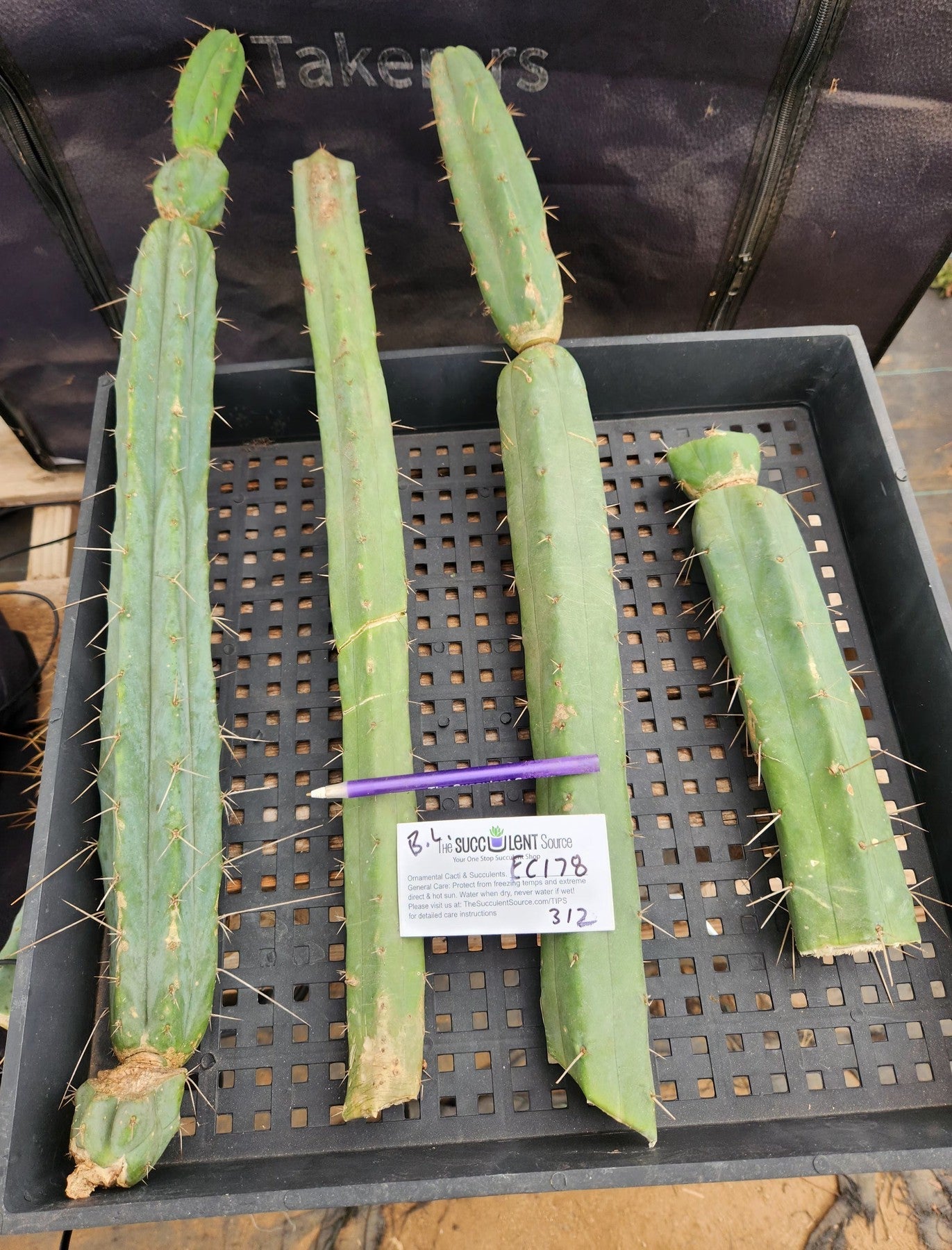 #EC178 EXACT Trichocereus Bridgesii ornamental TLC cactus cutting Lot-Cactus - Large - Exact-The Succulent Source