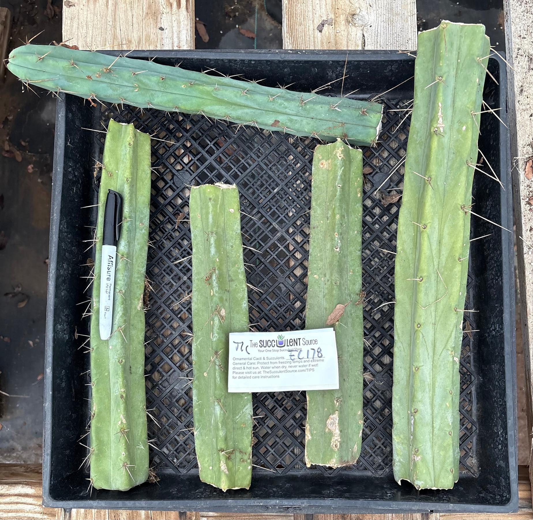 #EC178 EXACT Trichocereus Bridgesii ornamental TLC cactus cutting Lot-Cactus - Large - Exact-The Succulent Source