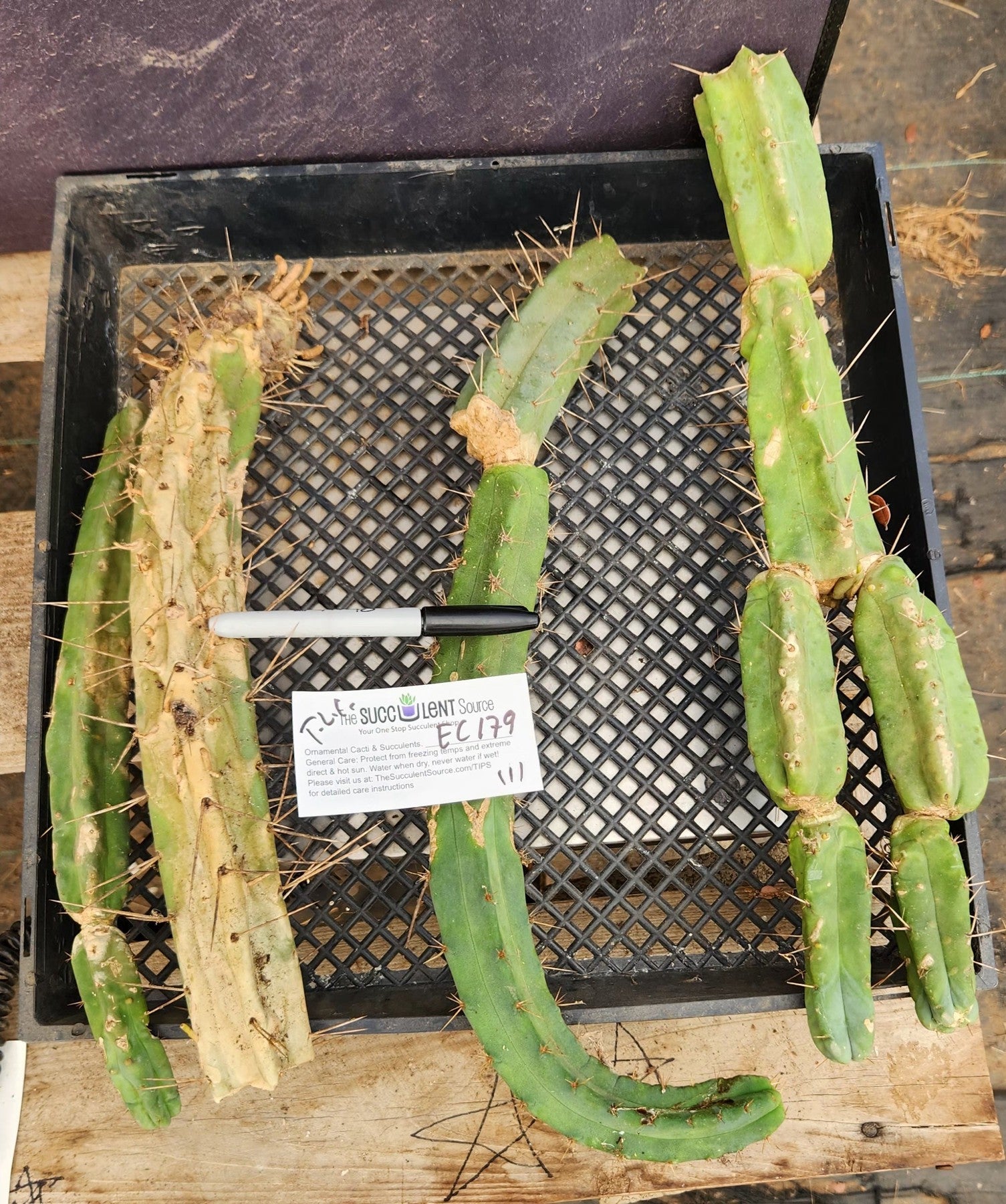 #EC179 EXACT Trichocereus Bridgesii TLC Cutting Ornamental Cactus Lot-Cactus - Large - Exact-The Succulent Source