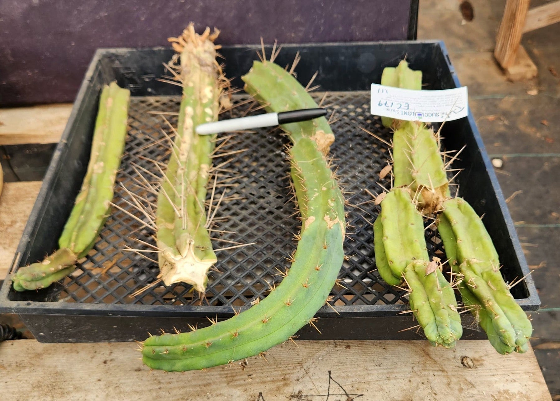 #EC179 EXACT Trichocereus Bridgesii TLC Cutting Ornamental Cactus Lot-Cactus - Large - Exact-The Succulent Source