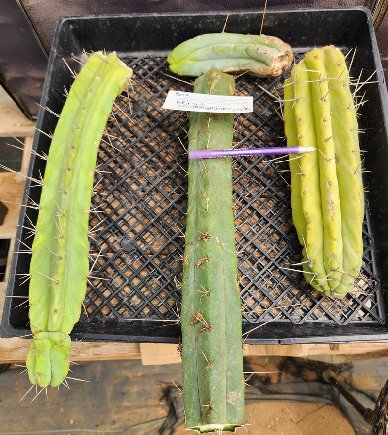 #EC179 EXACT Trichocereus Bridgesii TLC Cutting Ornamental Cactus Lot