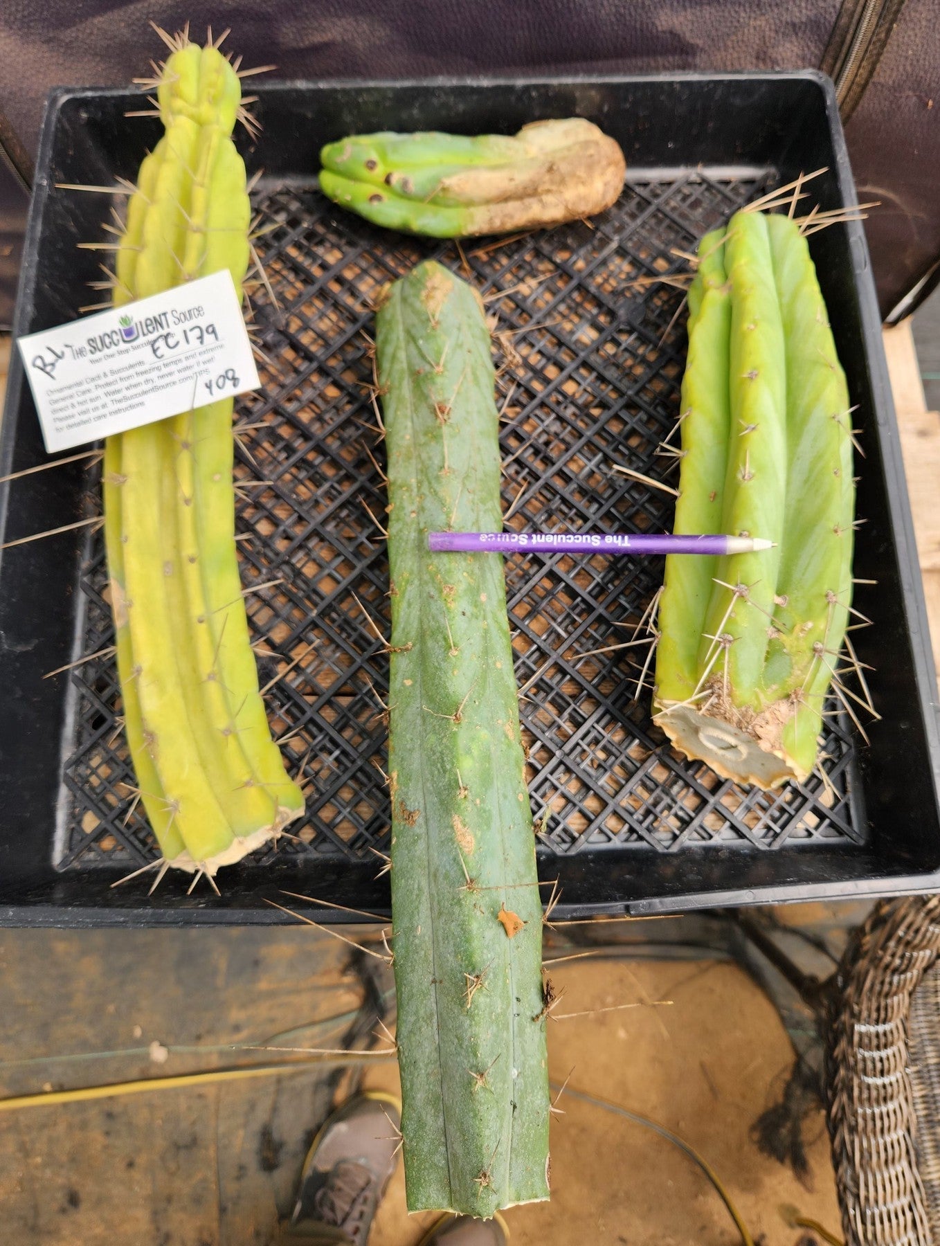 #EC179 EXACT Trichocereus Bridgesii TLC Cutting Ornamental Cactus Lot-Cactus - Large - Exact-The Succulent Source