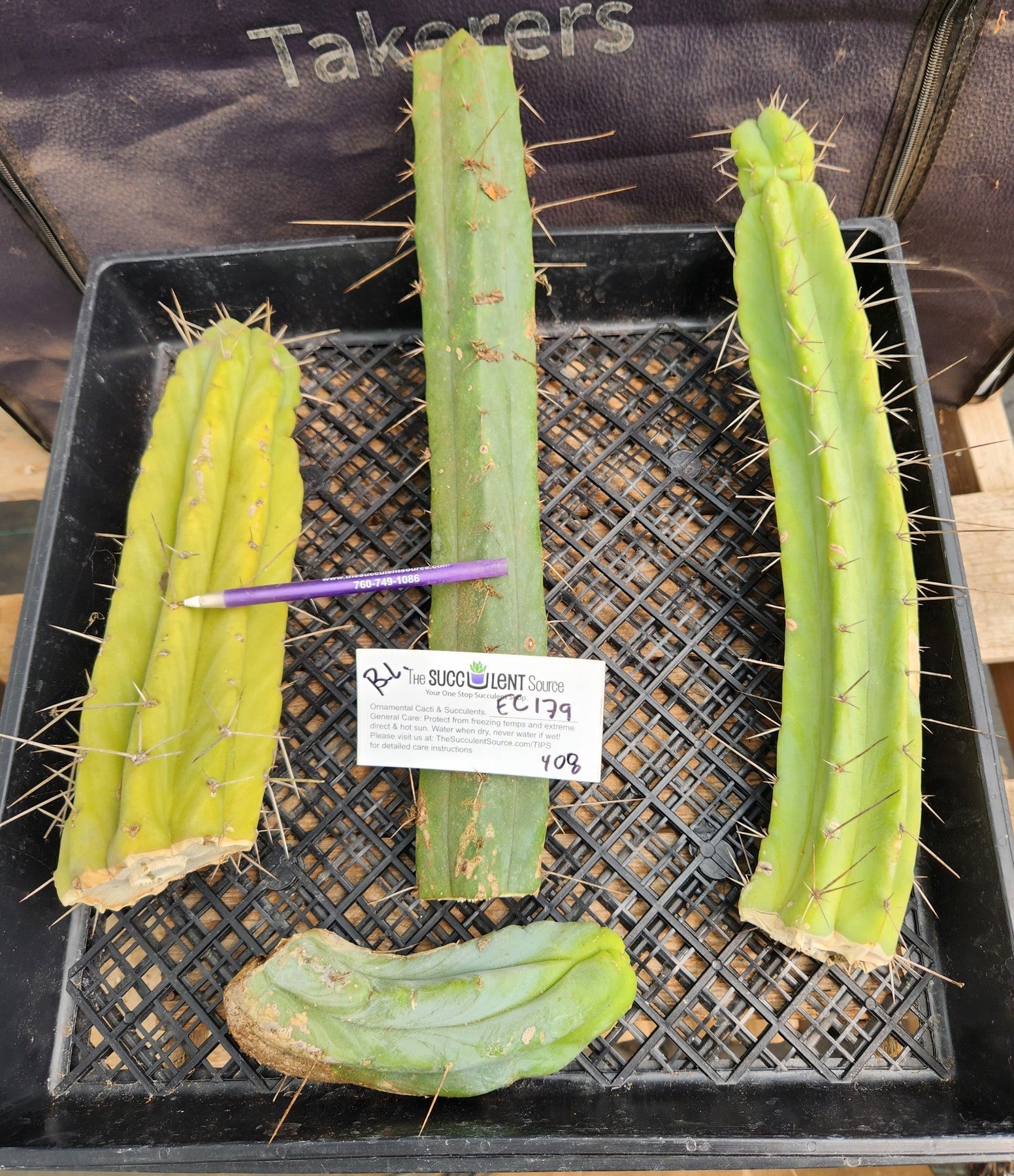 #EC179 EXACT Trichocereus Bridgesii TLC Cutting Ornamental Cactus Lot-Cactus - Large - Exact-The Succulent Source