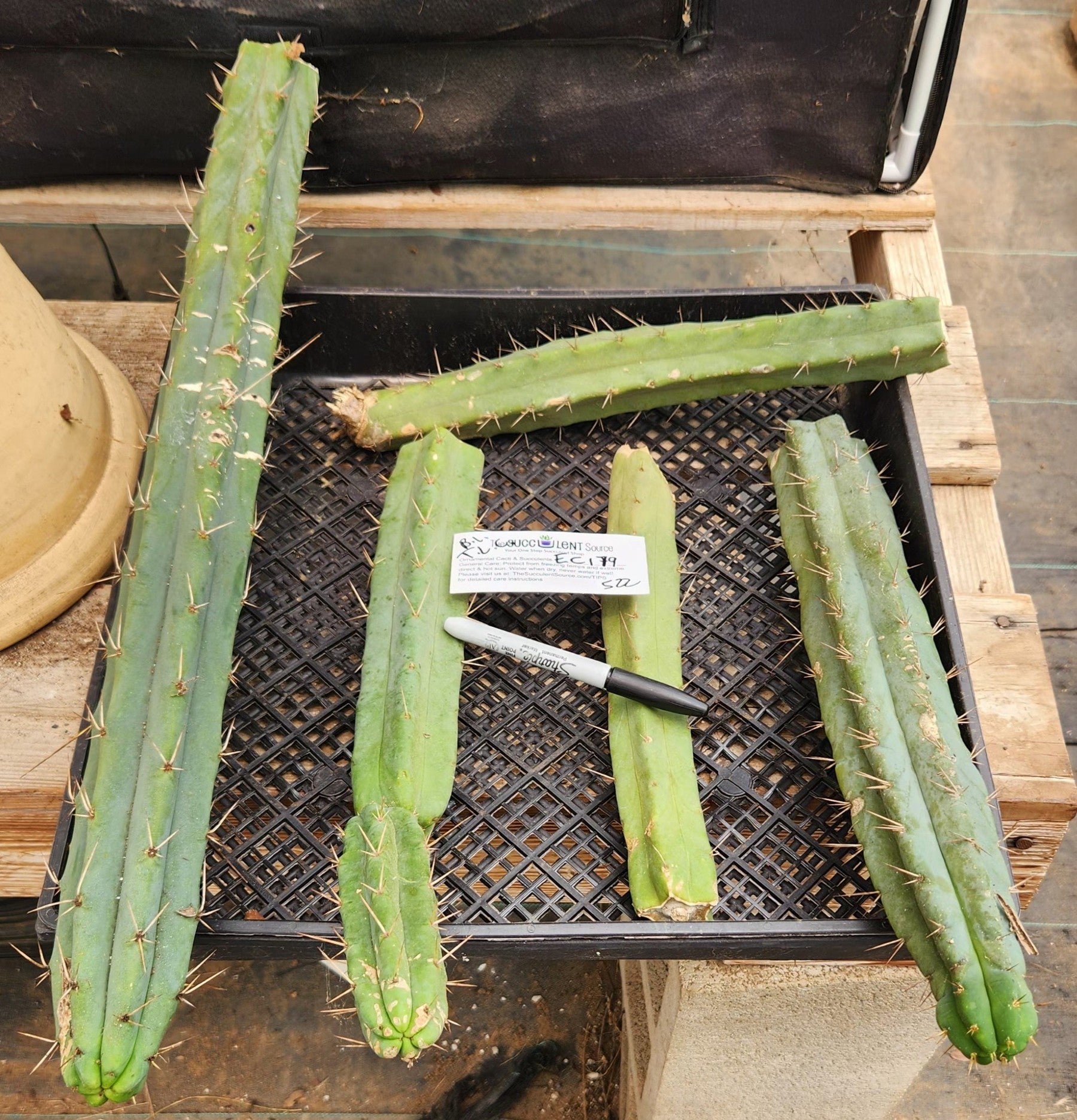 #EC179 EXACT Trichocereus Bridgesii TLC Cutting Ornamental Cactus Lot-Cactus - Large - Exact-The Succulent Source