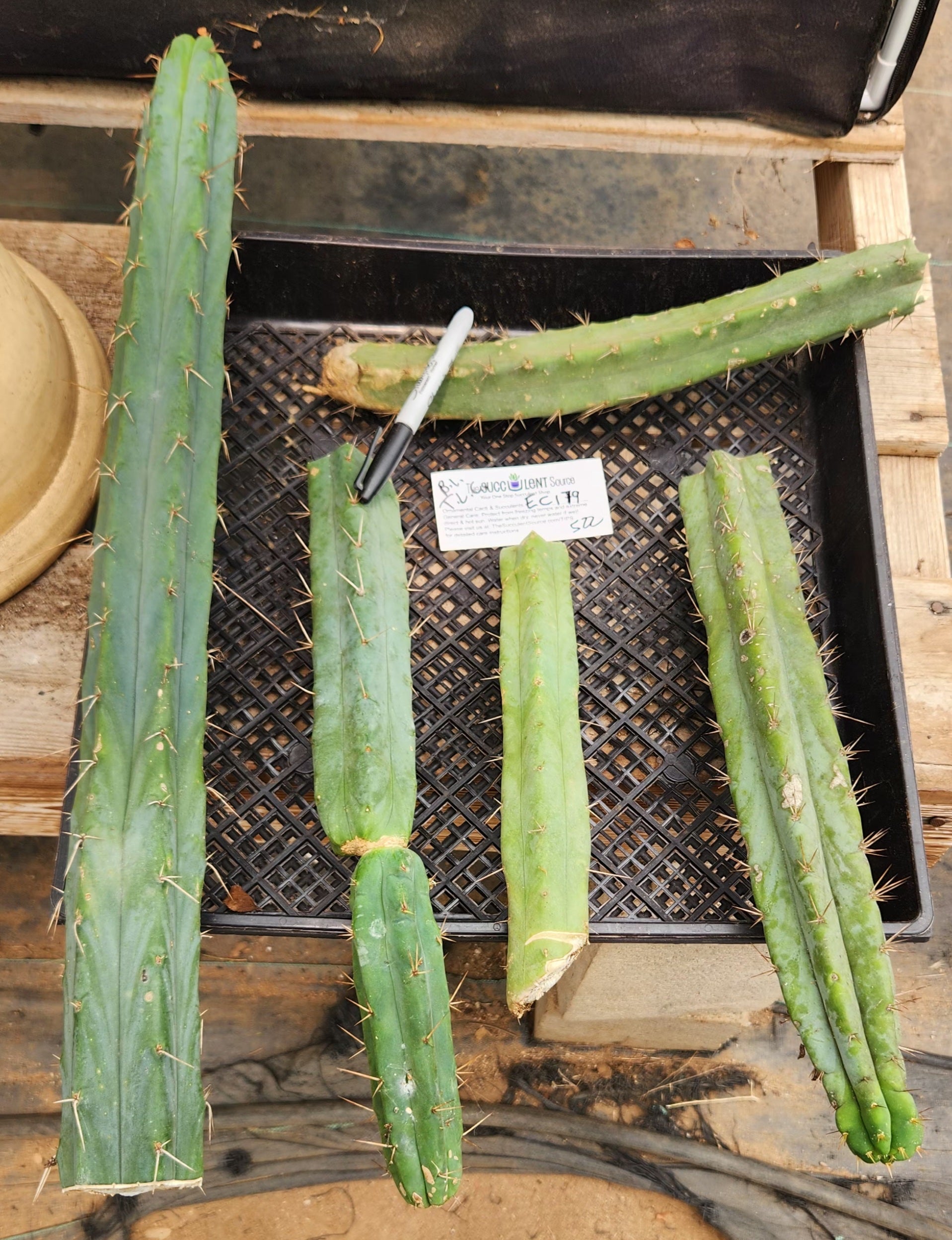 #EC179 EXACT Trichocereus Bridgesii TLC Cutting Ornamental Cactus Lot-Cactus - Large - Exact-The Succulent Source