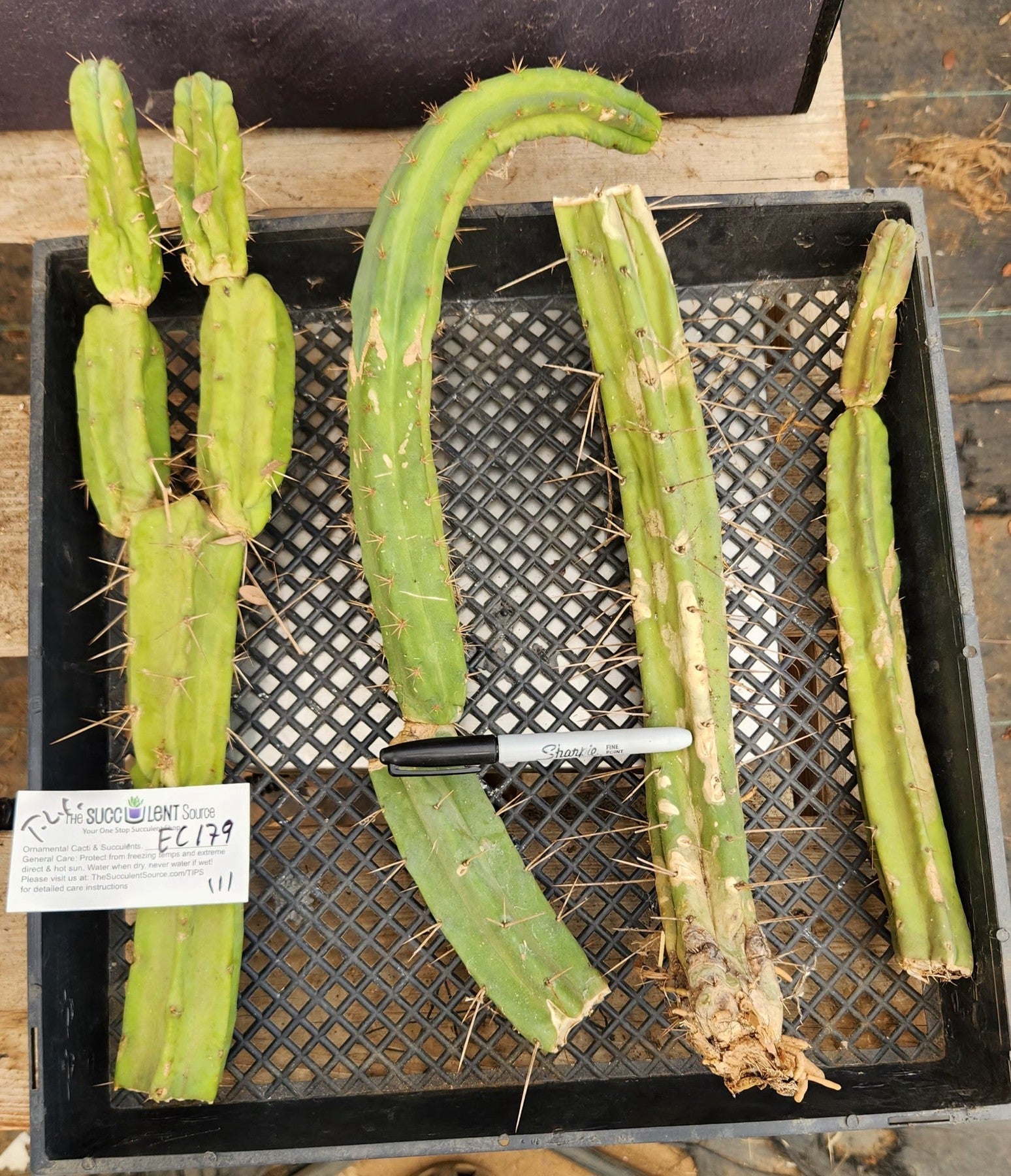 #EC179 EXACT Trichocereus Bridgesii TLC Cutting Ornamental Cactus Lot-Cactus - Large - Exact-The Succulent Source