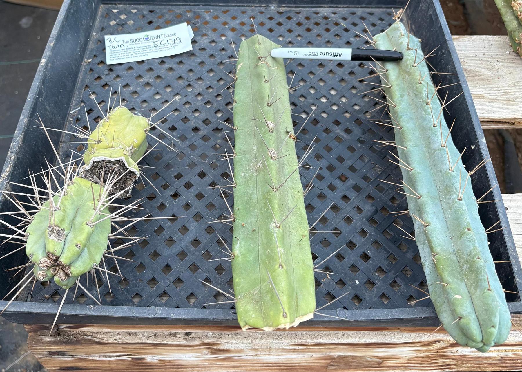 #EC179 EXACT Trichocereus Jiimz Bridgesii Twin Spine TLC Cutting Cactus Lot-Cactus - Large - Exact-The Succulent Source