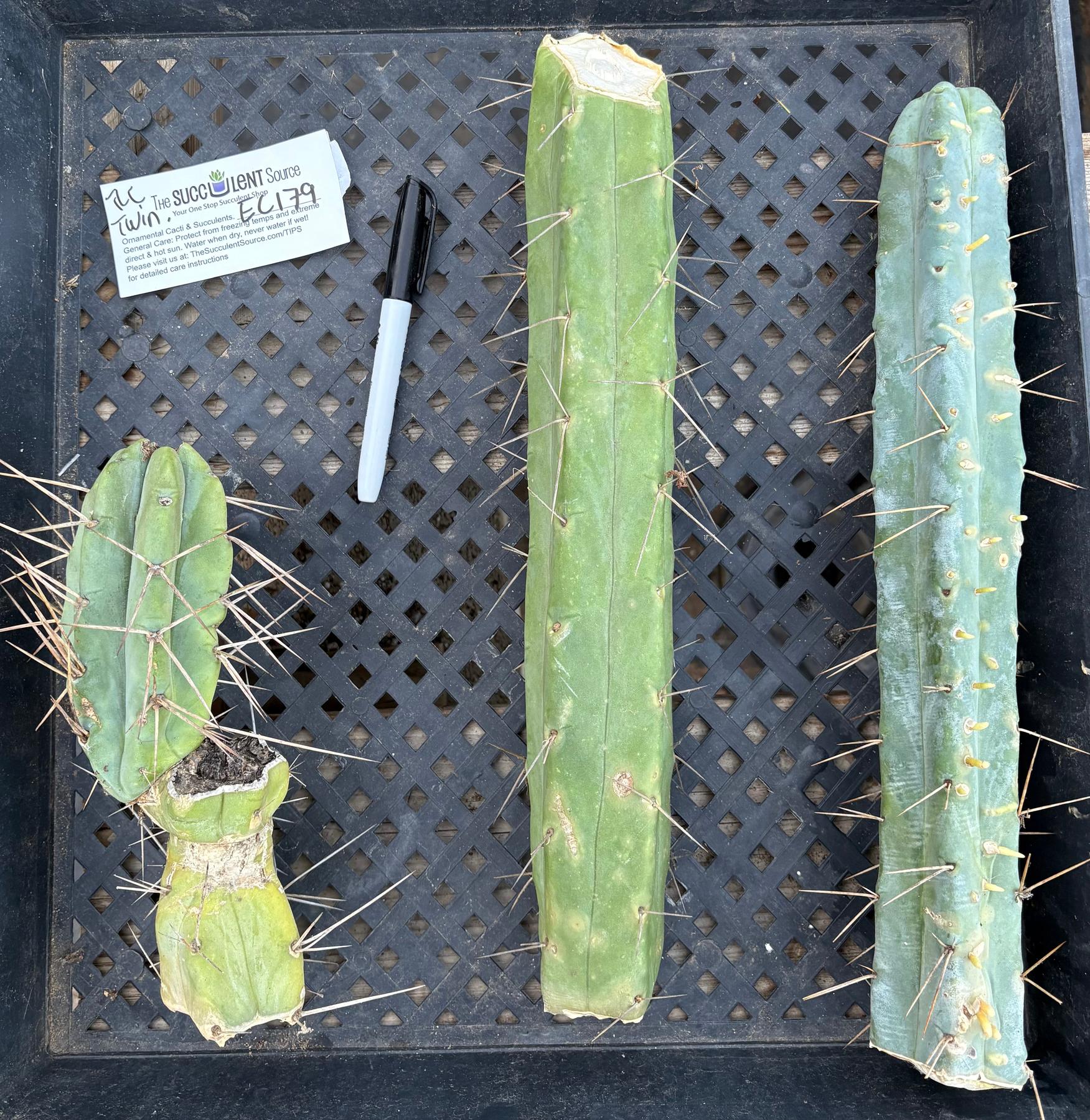 #EC179 EXACT Trichocereus Jiimz Bridgesii Twin Spine TLC Cutting Cactus Lot-Cactus - Large - Exact-The Succulent Source