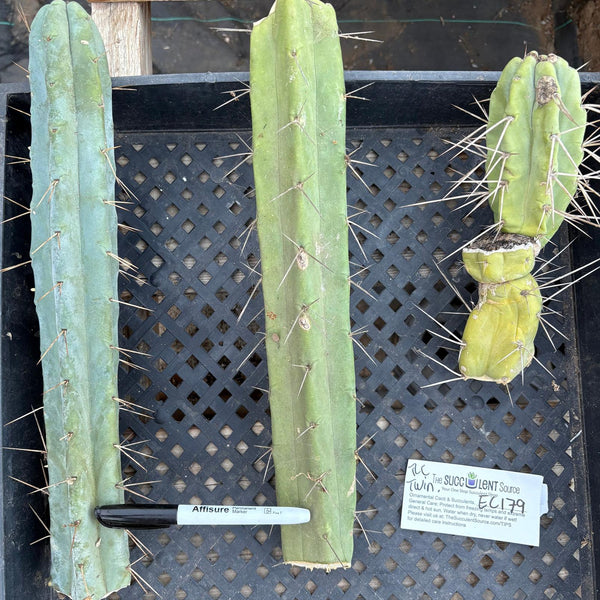 succulent source san pedro San Pedro Cactus for Sale Trichocereus