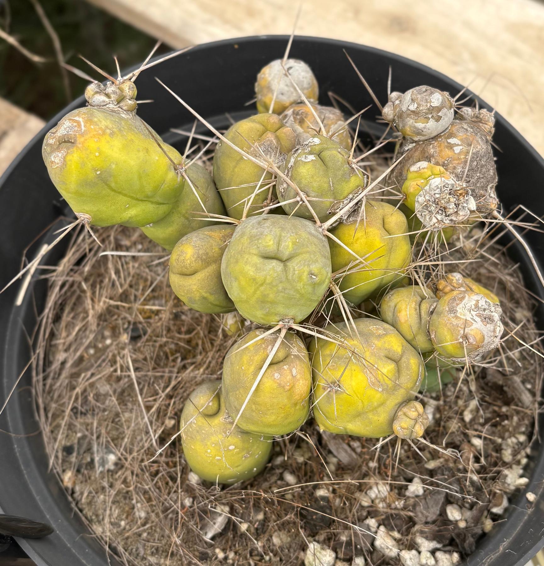 #EC18 EXACT Trichocereus Bridgesii Monstrose TBM Penis Ornamental Cactus 20+ segments-Cactus - Large - Exact-The Succulent Source