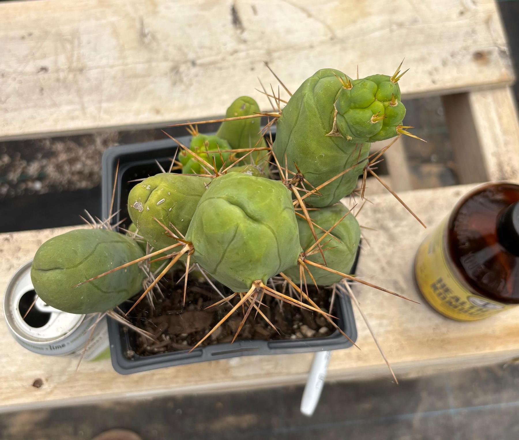 #EC18 EXACT Trichocereus Bridgesii Monstrose TBM Penis Ornamental Cactus-Cactus - Large - Exact-The Succulent Source