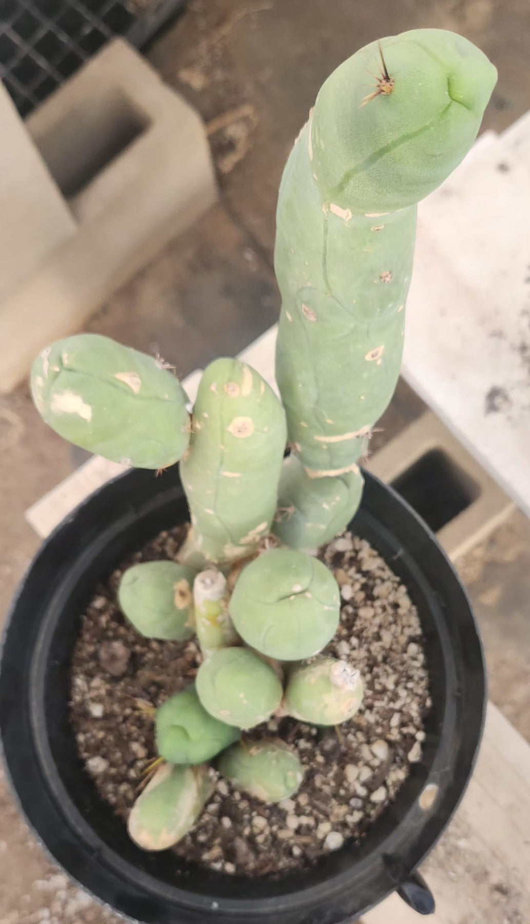 #EC18 EXACT Trichocereus Bridgesii Monstrose TBM Penis Ornamental Cactus-Cactus - Large - Exact-The Succulent Source