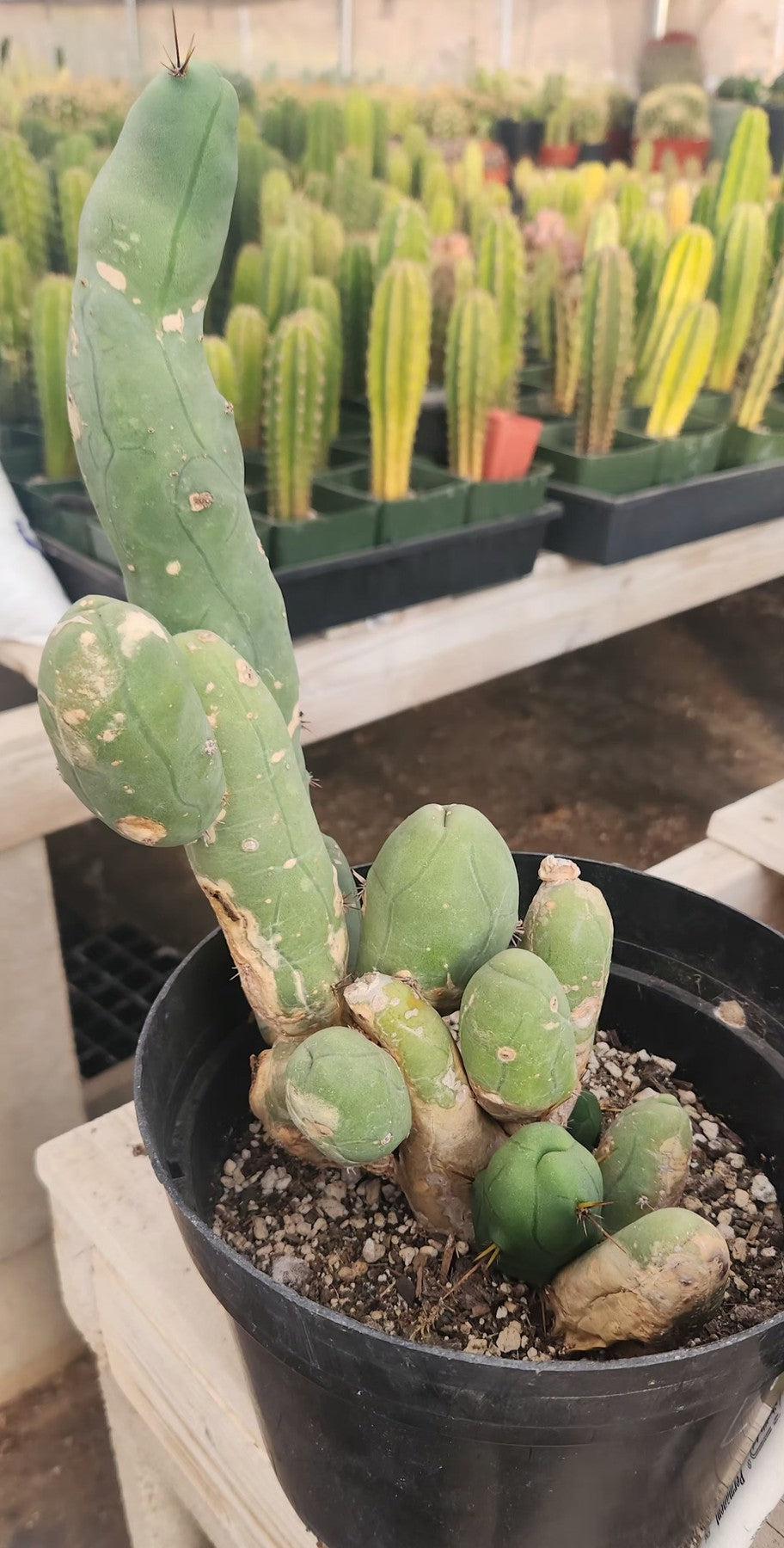 #EC18 EXACT Trichocereus Bridgesii Monstrose TBM Penis Ornamental Cactus-Cactus - Large - Exact-The Succulent Source