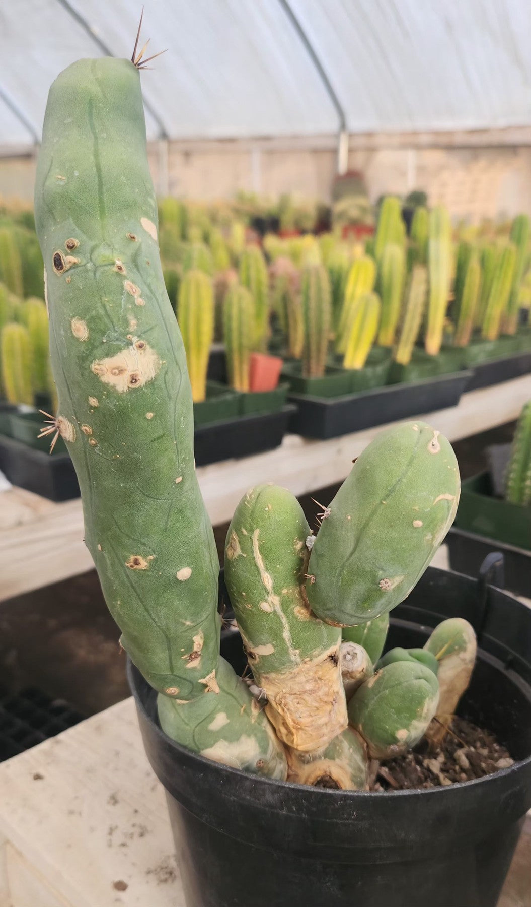 #EC18 EXACT Trichocereus Bridgesii Monstrose TBM Penis Ornamental Cactus-Cactus - Large - Exact-The Succulent Source