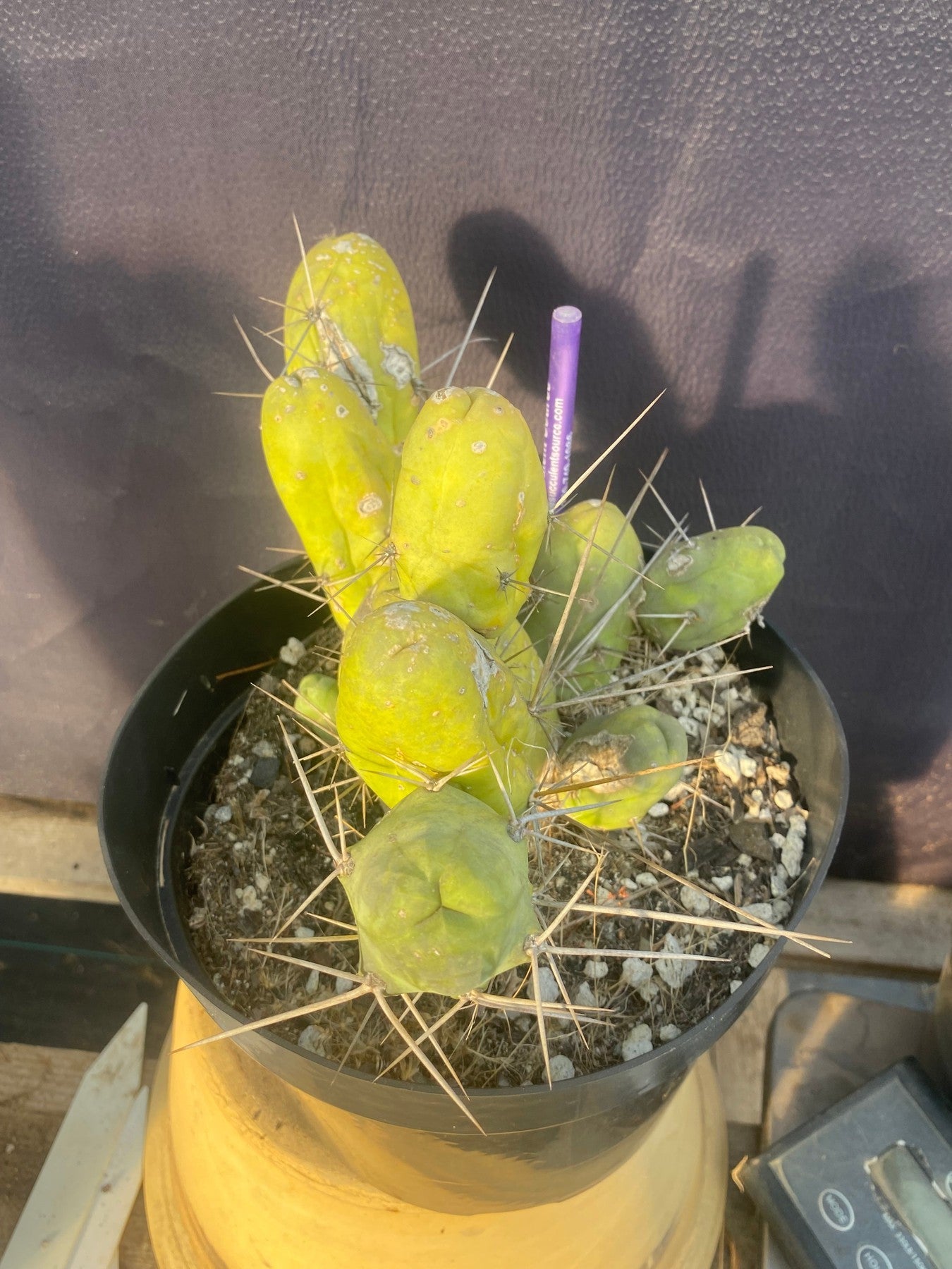 #EC18 EXACT Trichocereus Bridgesii Monstrose TBM Penis Ornamental Cactus-Cactus - Large - Exact-The Succulent Source