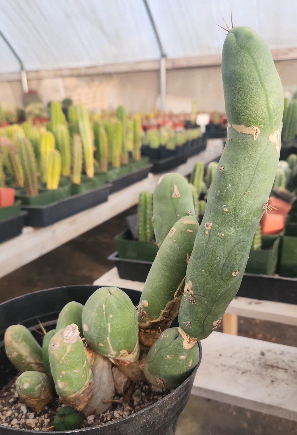 #EC18 EXACT Trichocereus Bridgesii Monstrose TBM Penis Ornamental Cactus-Cactus - Large - Exact-The Succulent Source