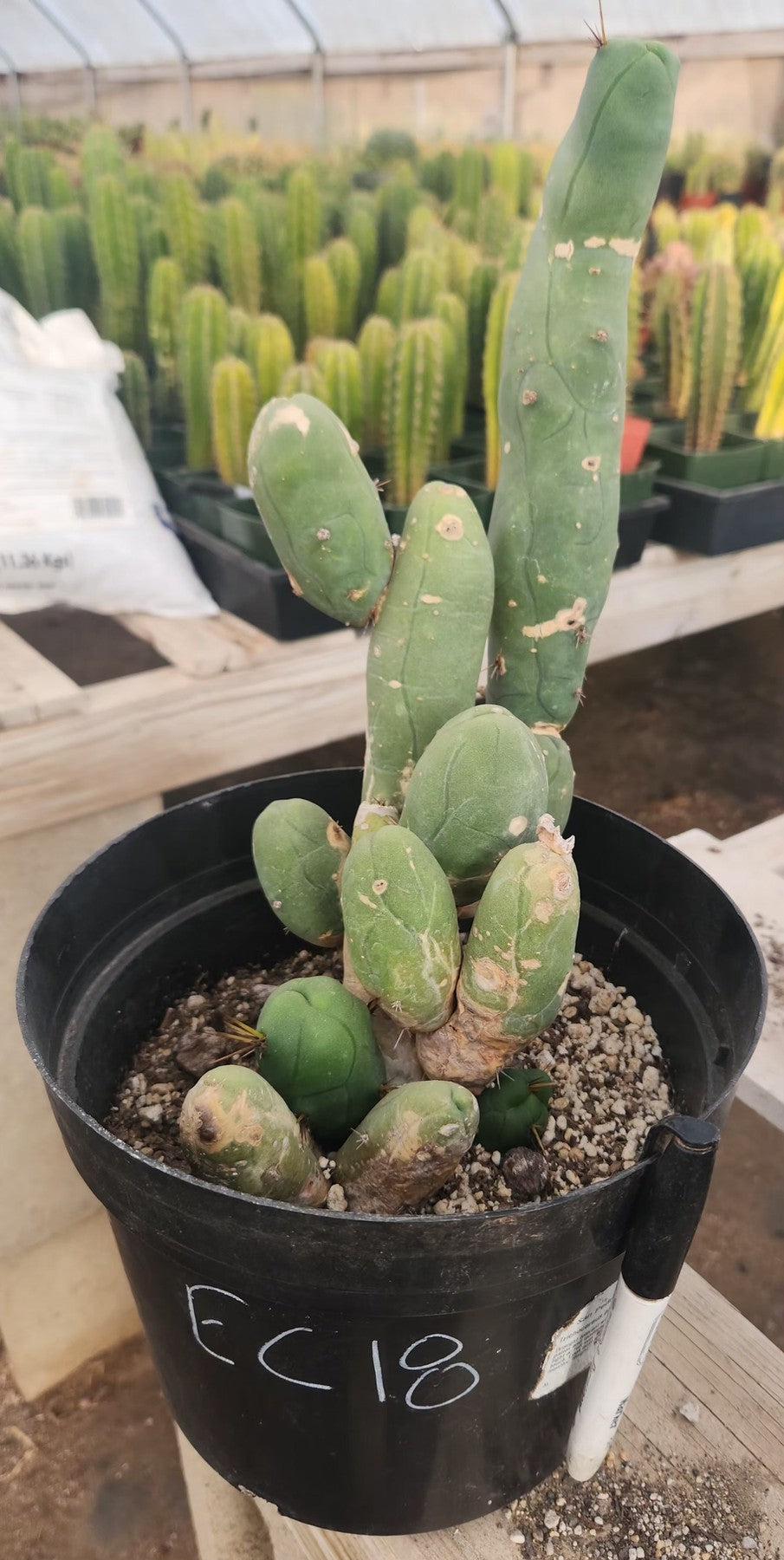 #EC18 EXACT Trichocereus Bridgesii Monstrose TBM Penis Ornamental Cactus-Cactus - Large - Exact-The Succulent Source