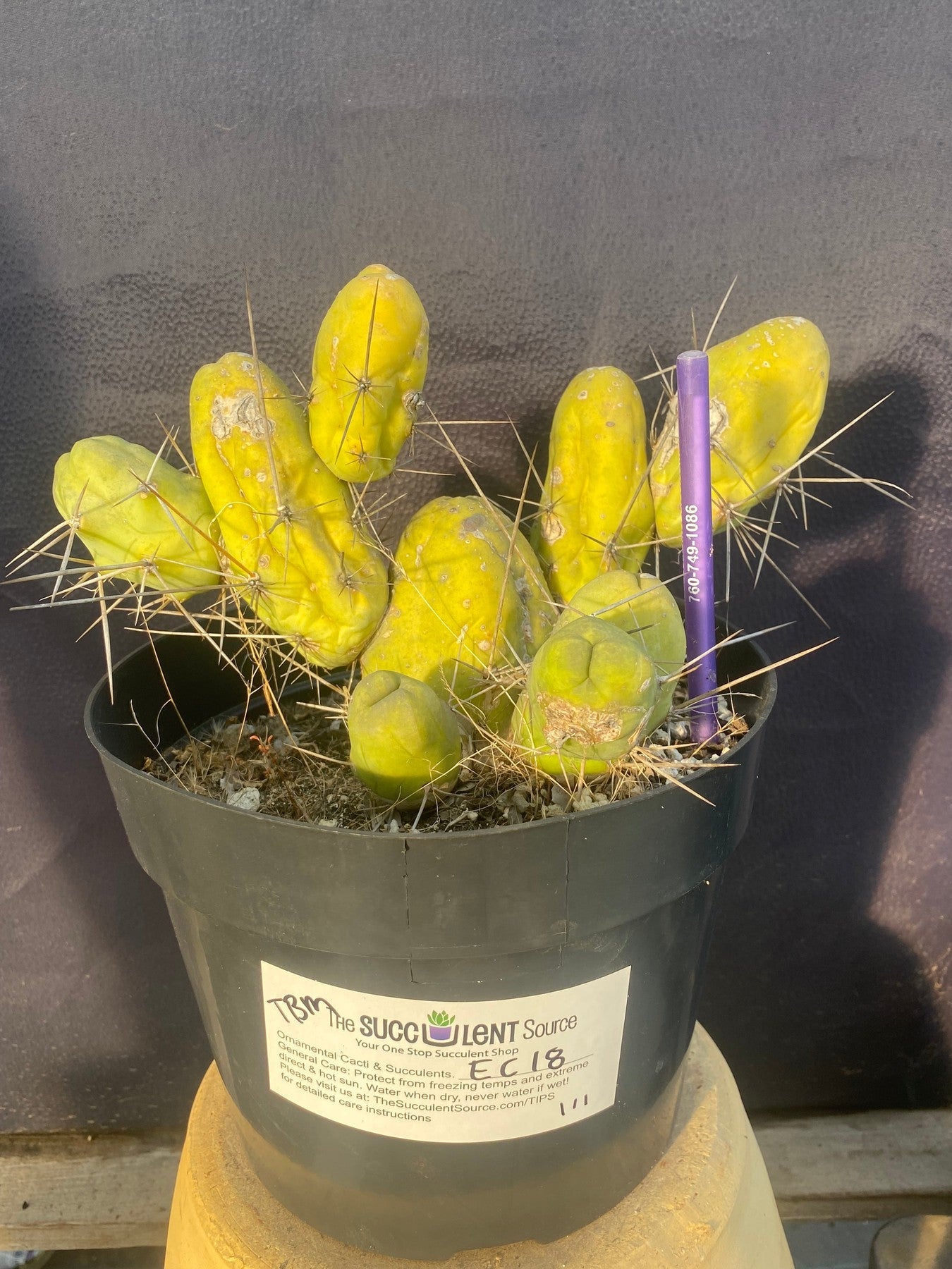 #EC18 EXACT Trichocereus Bridgesii Monstrose TBM Penis Ornamental Cactus-Cactus - Large - Exact-The Succulent Source