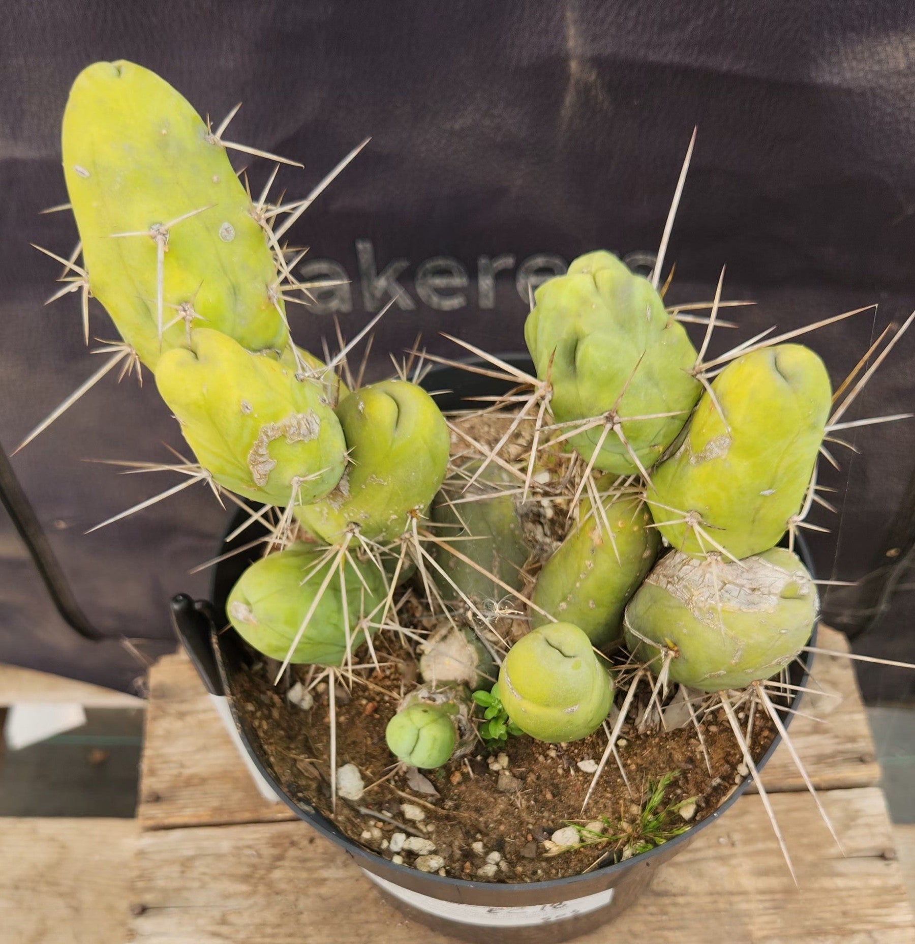 #EC18 EXACT Trichocereus Bridgesii Monstrose TBM Penis Ornamental Cactus-Cactus - Large - Exact-The Succulent Source