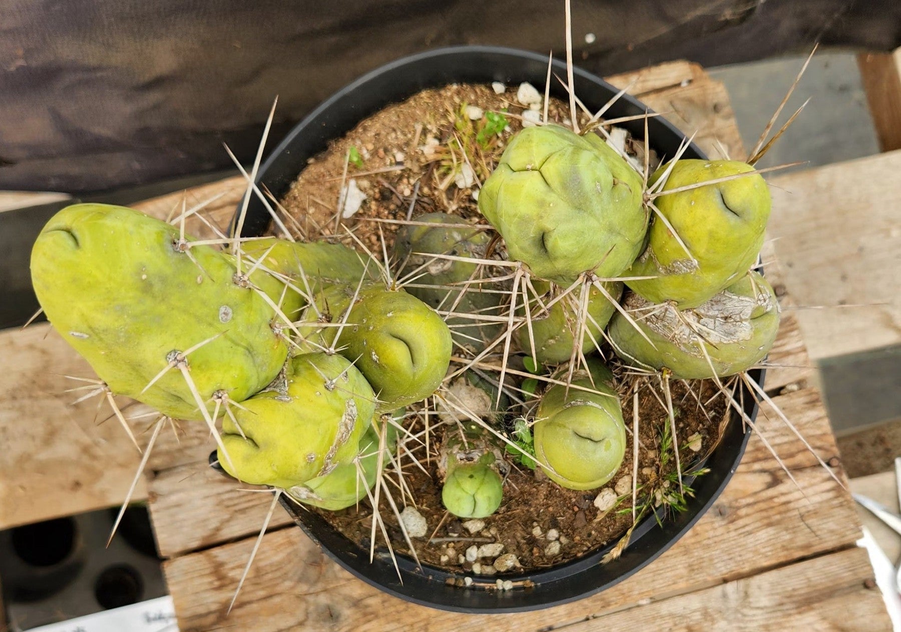 #EC18 EXACT Trichocereus Bridgesii Monstrose TBM Penis Ornamental Cactus-Cactus - Large - Exact-The Succulent Source