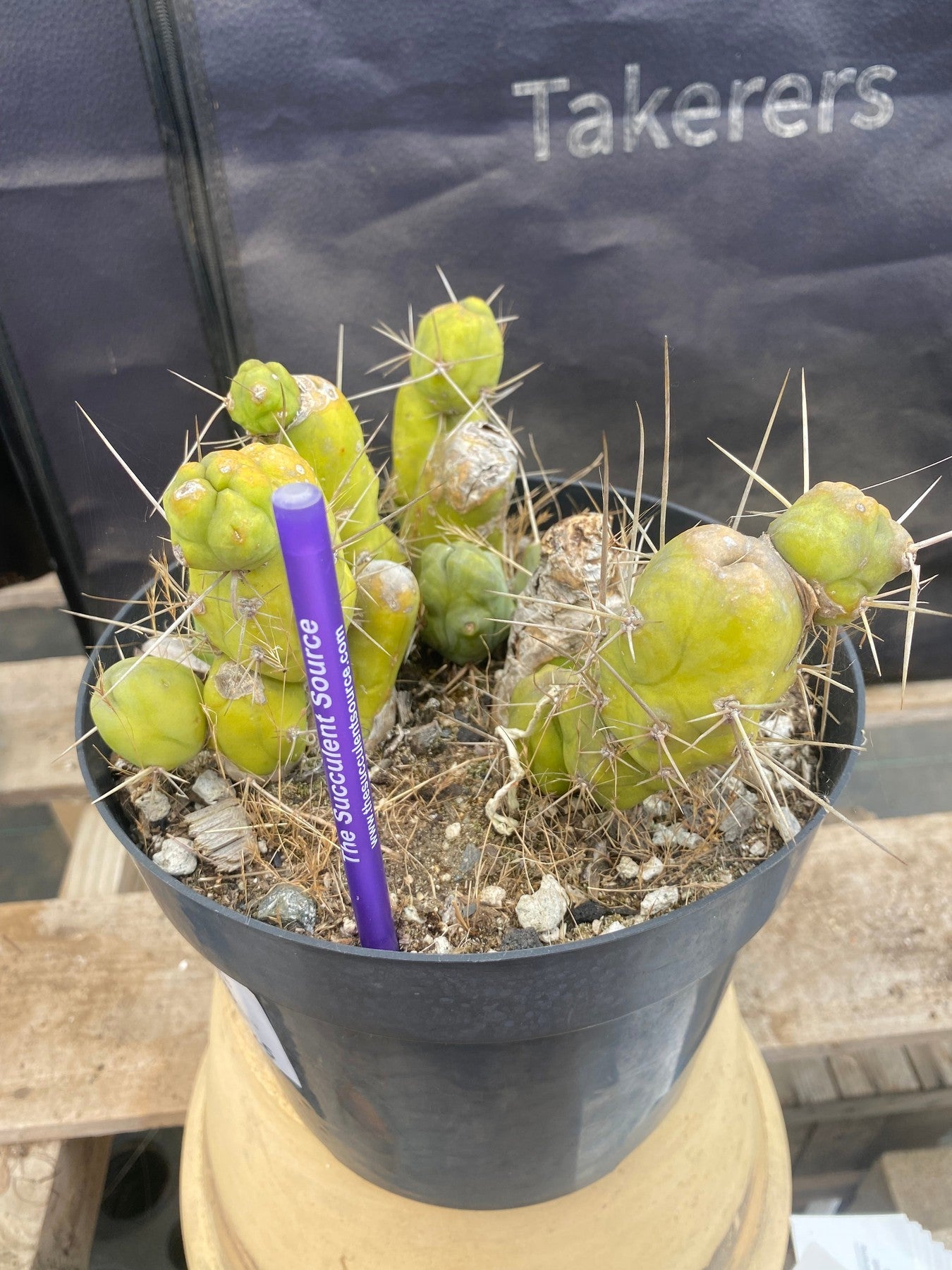 #EC18 EXACT Trichocereus Bridgesii Monstrose TBM Penis Ornamental Cactus-Cactus - Large - Exact-The Succulent Source