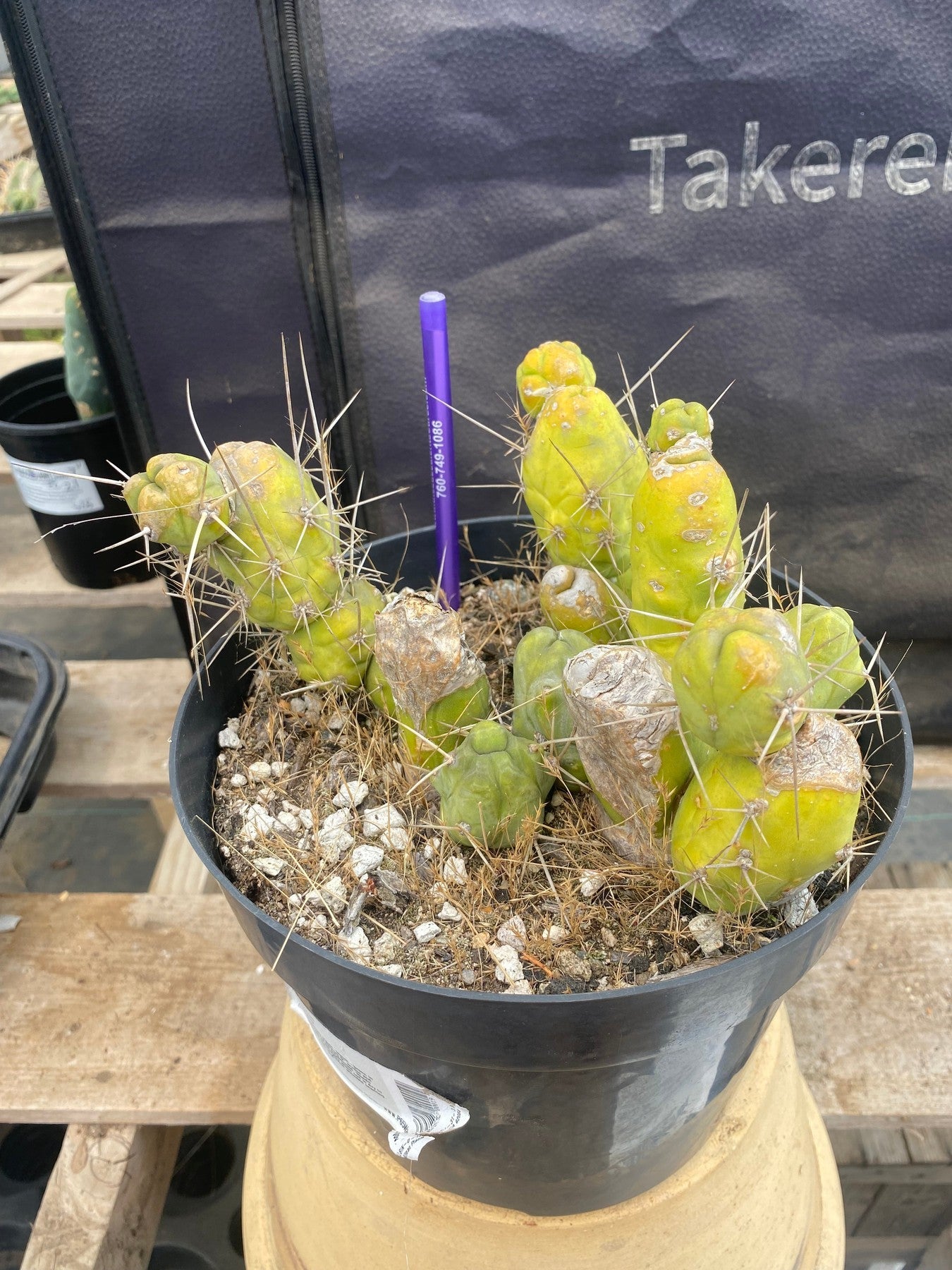 #EC18 EXACT Trichocereus Bridgesii Monstrose TBM Penis Ornamental Cactus-Cactus - Large - Exact-The Succulent Source