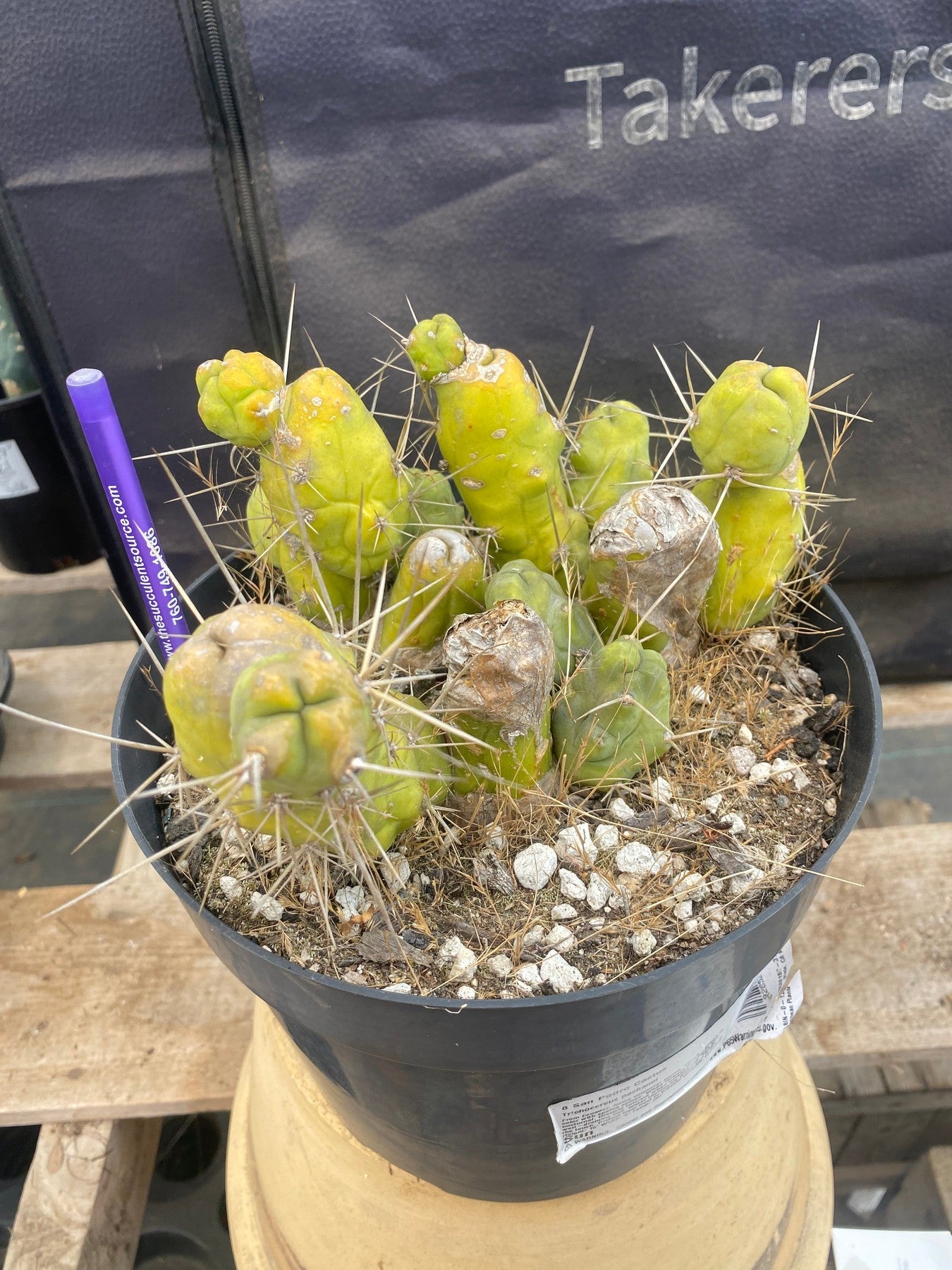 #EC18 EXACT Trichocereus Bridgesii Monstrose TBM Penis Ornamental Cactus-Cactus - Large - Exact-The Succulent Source