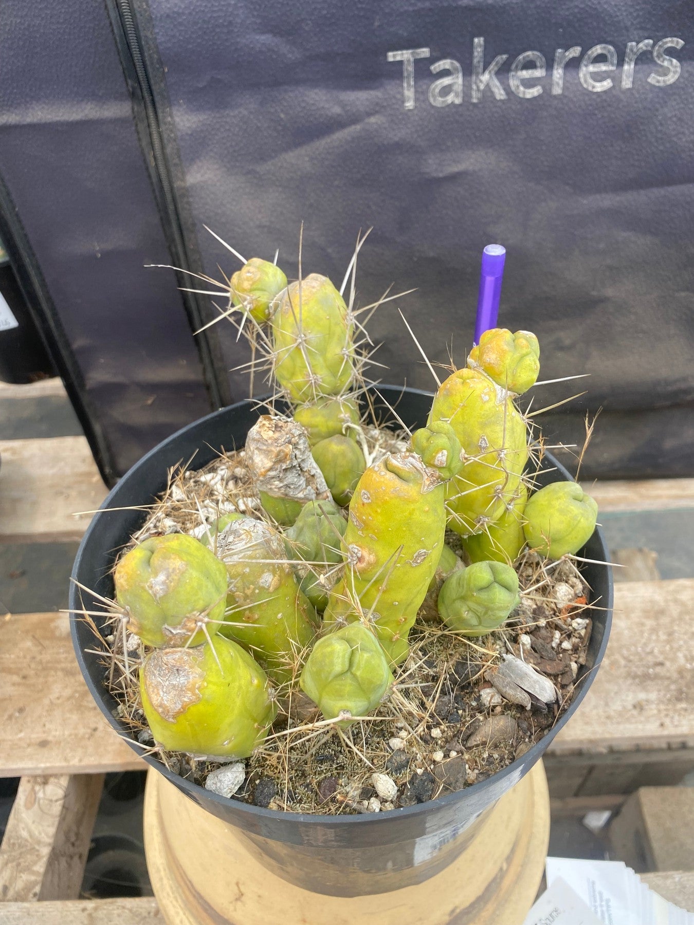 #EC18 EXACT Trichocereus Bridgesii Monstrose TBM Penis Ornamental Cactus-Cactus - Large - Exact-The Succulent Source